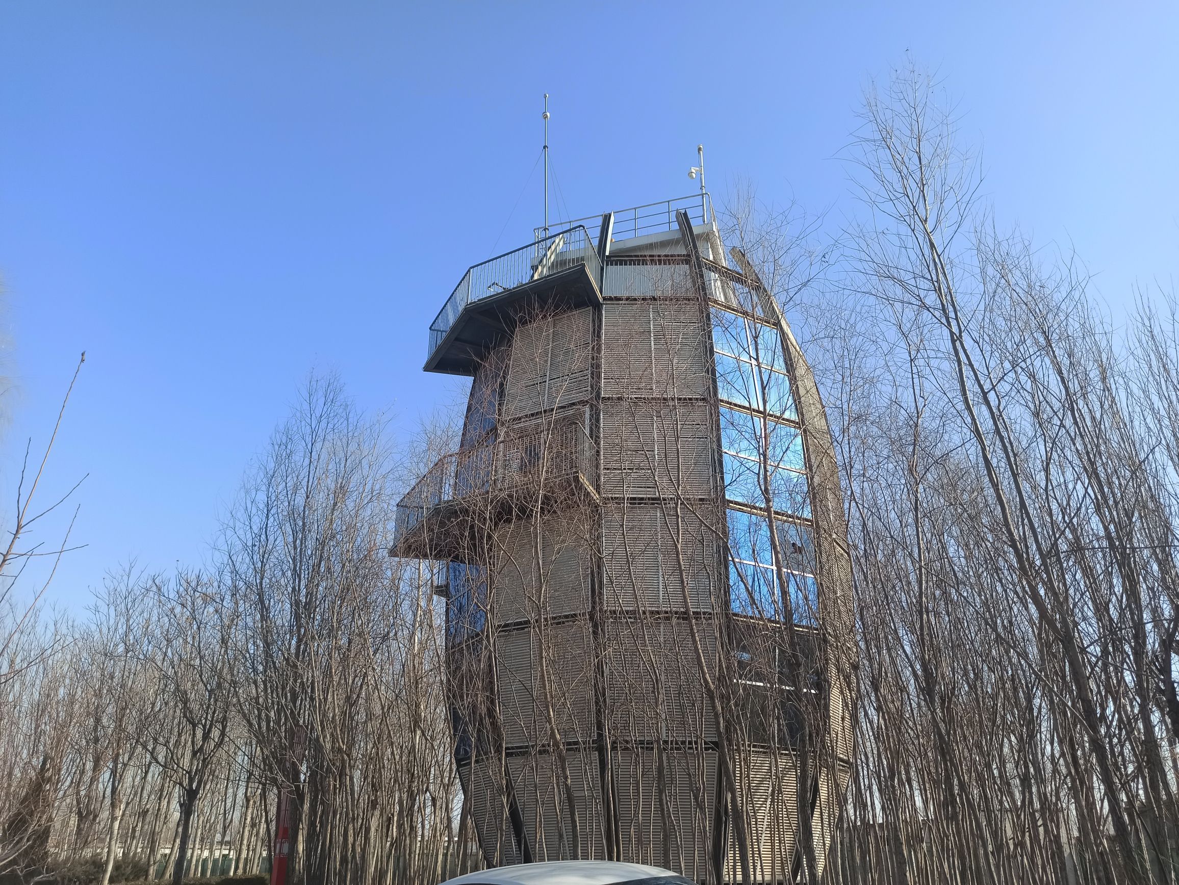 枣强森林公园旅行图片 1