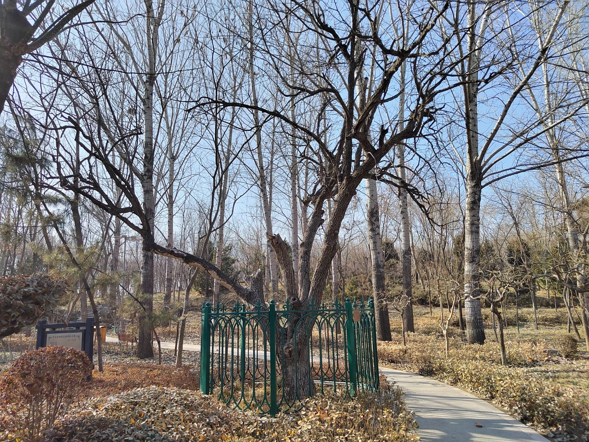 枣强森林公园旅行图片 3