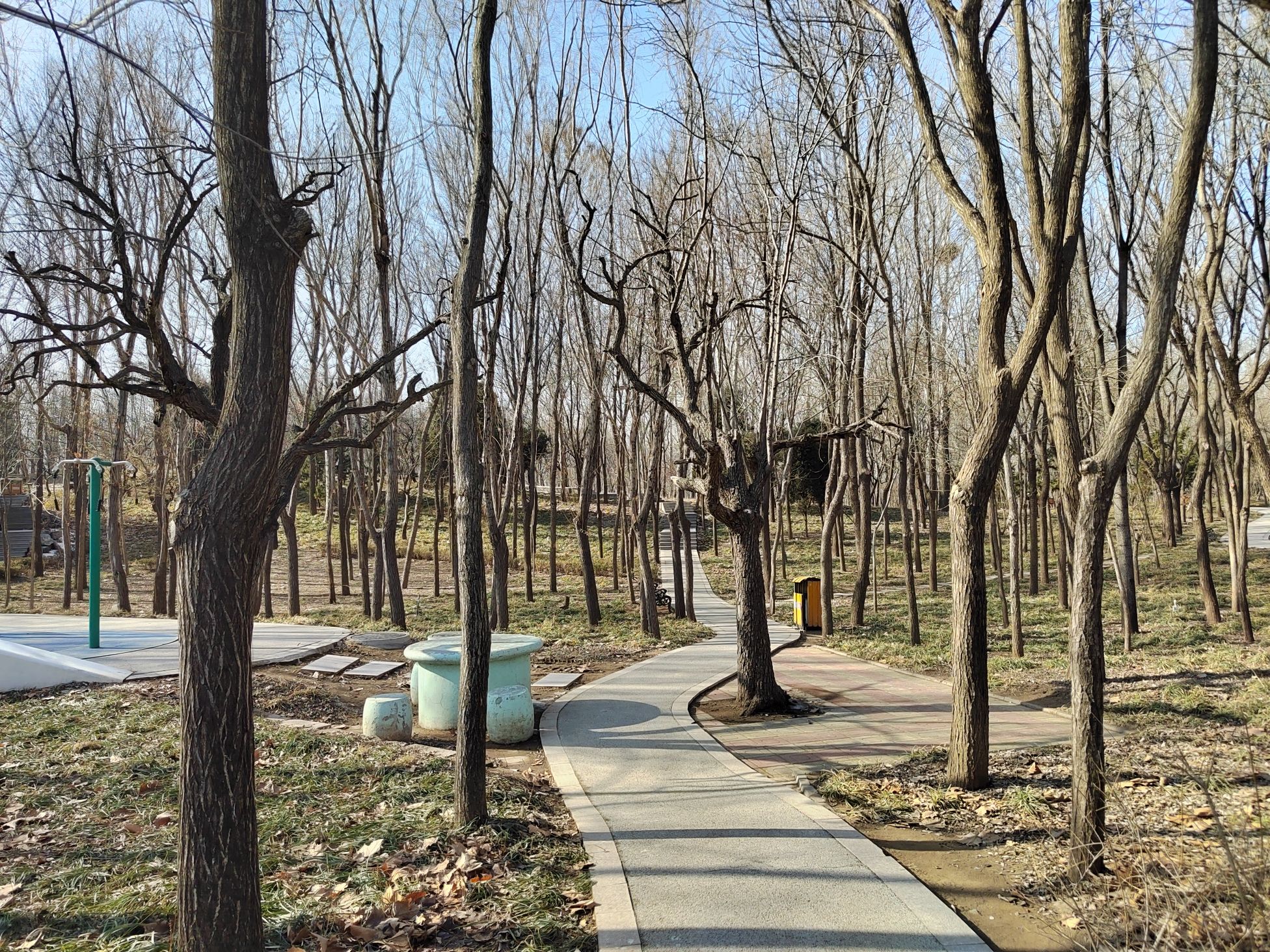 枣强森林公园旅行图片 2