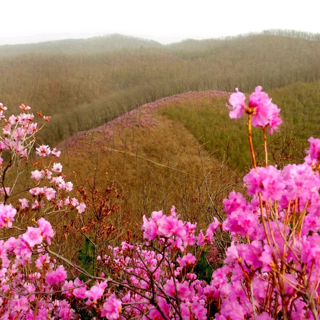 红景花海红叶谷旅行图片 1