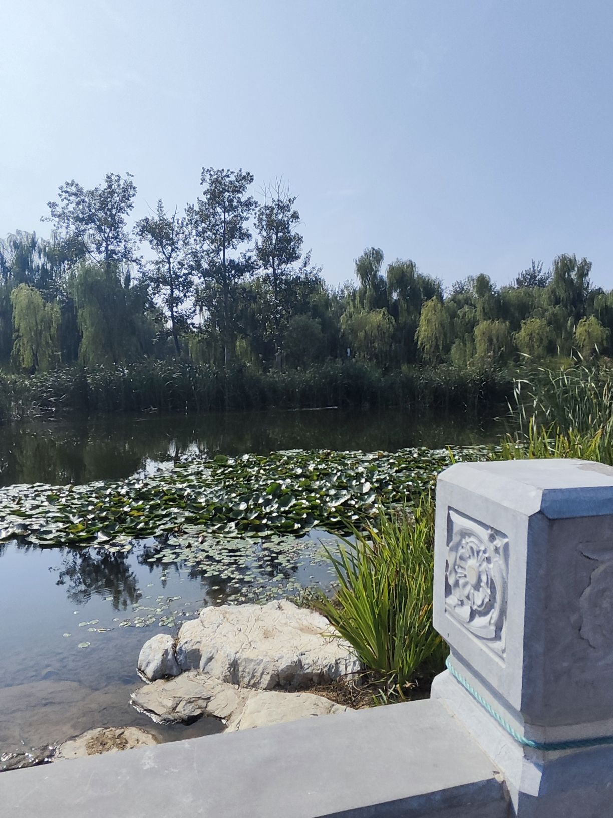 崔家窑湿地公园旅行图片 3