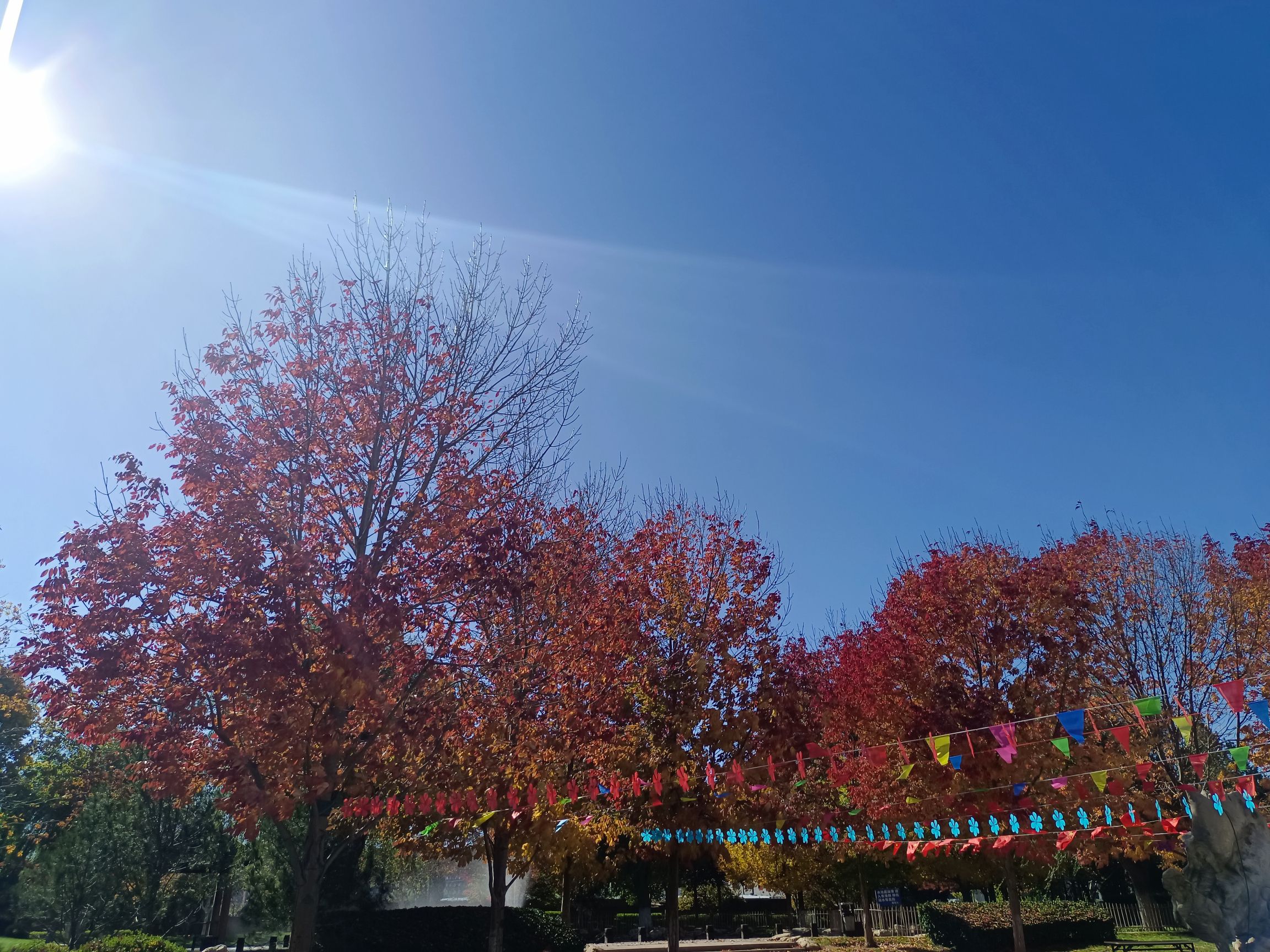 彩叶林湿地公园旅行图片 3