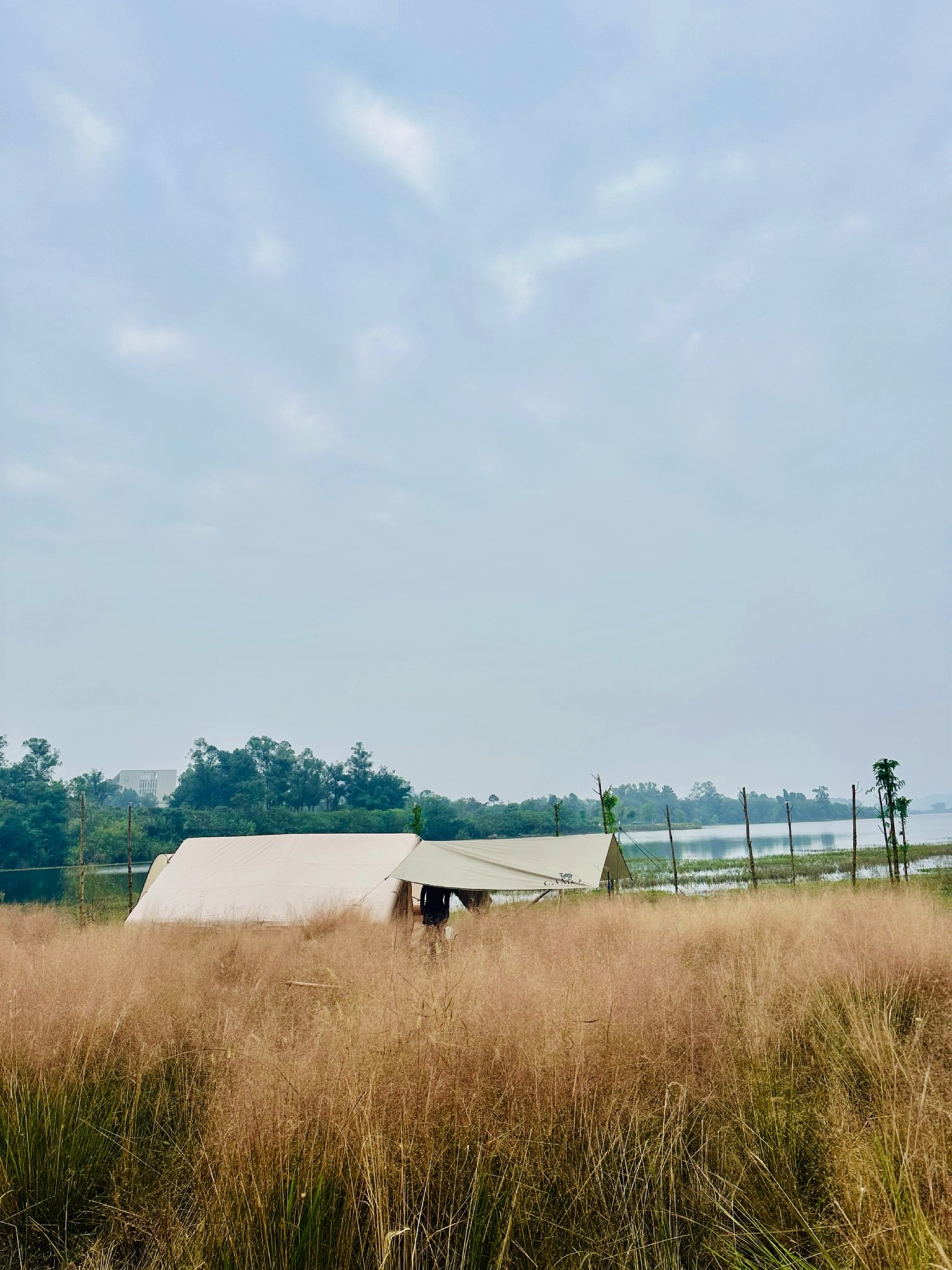粉黛花海旅行图片 3