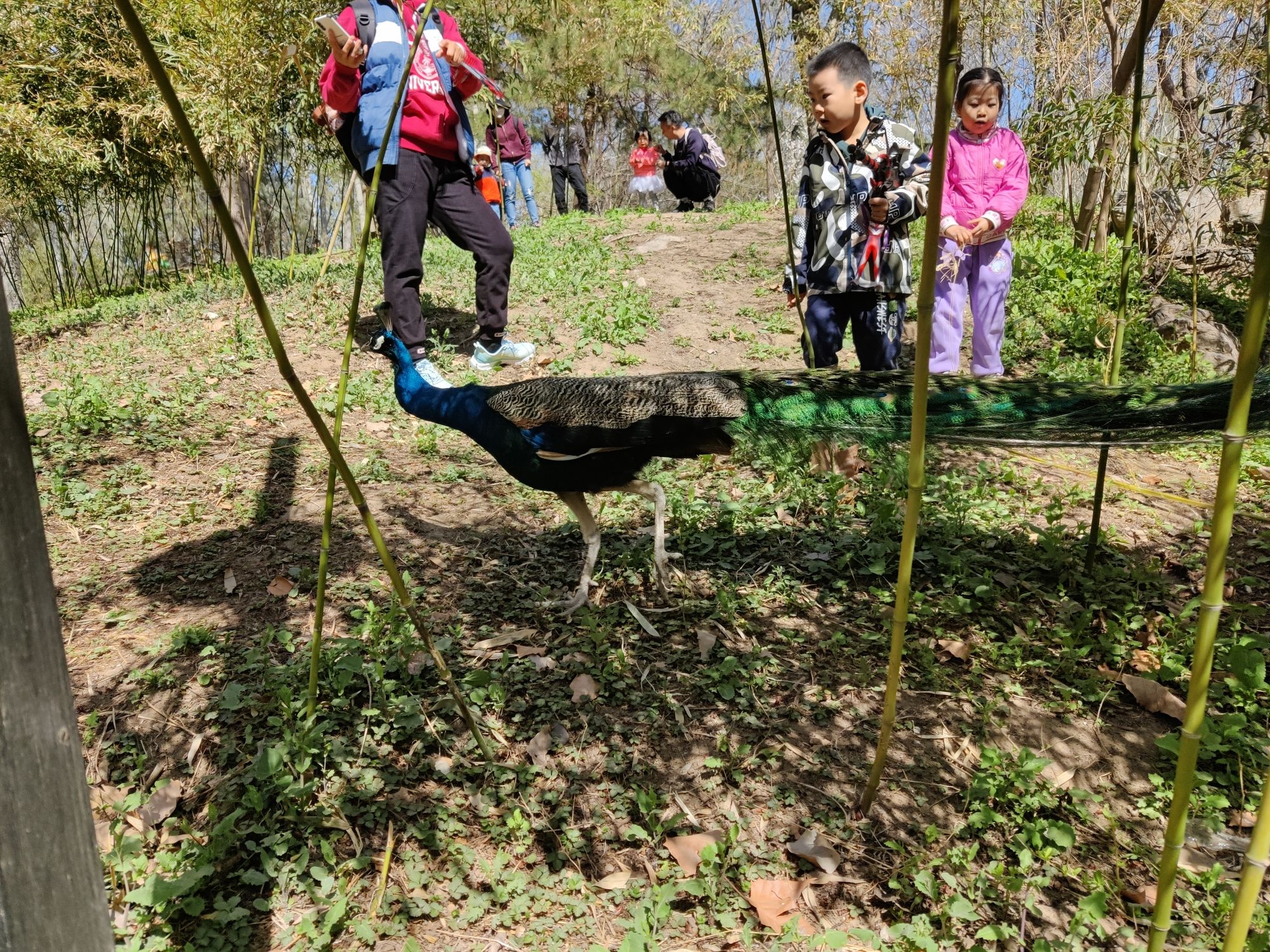 紫玉公园旅行图片 1