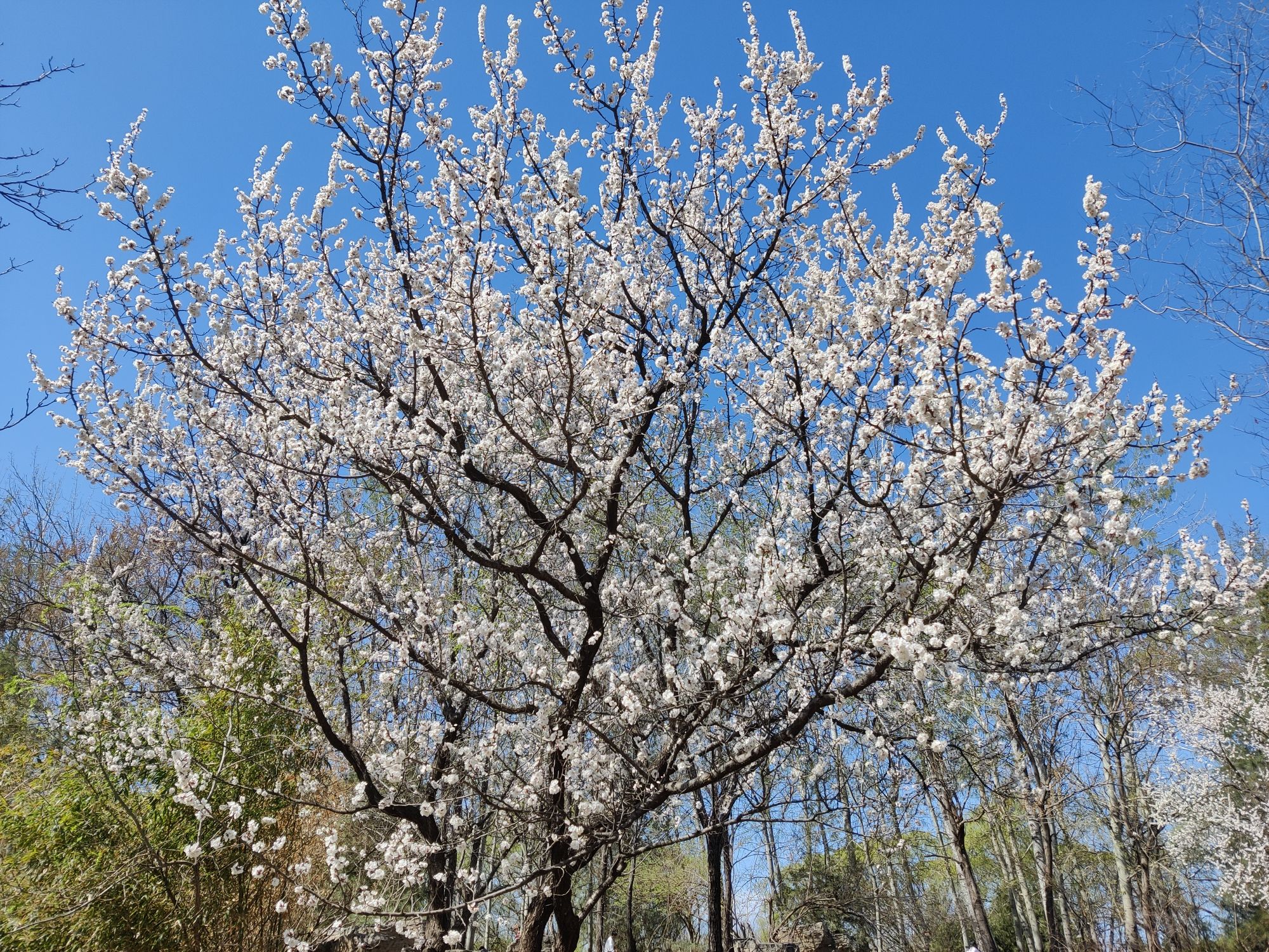 紫玉公园旅行图片 3