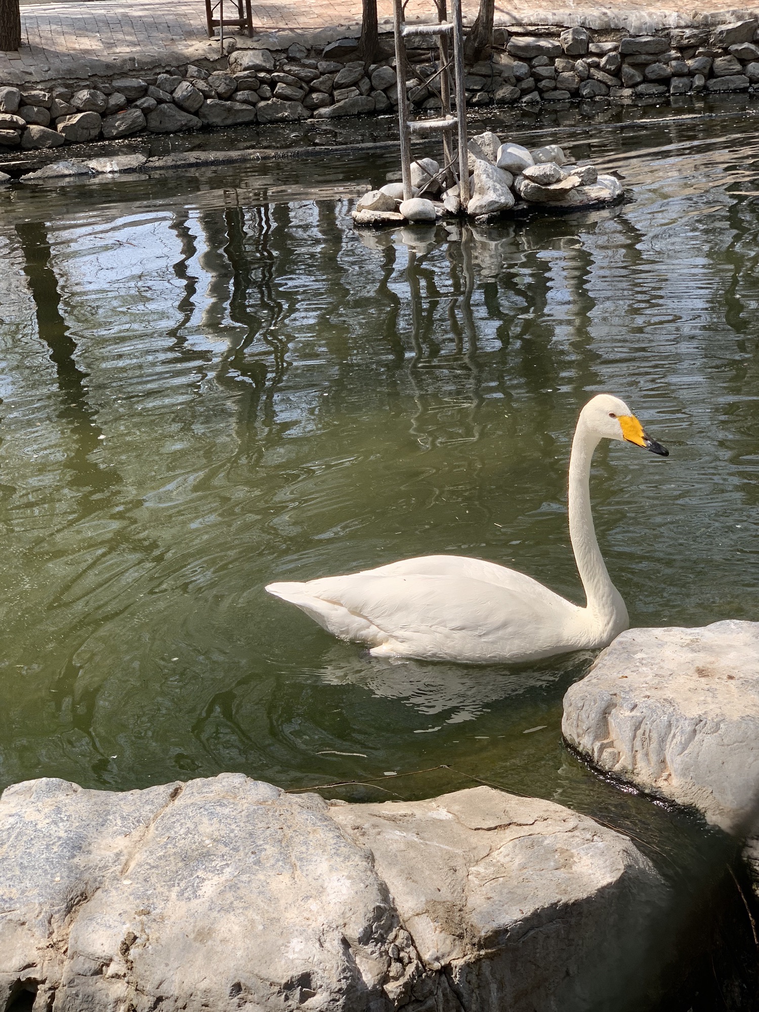 紫玉公园旅行图片 3