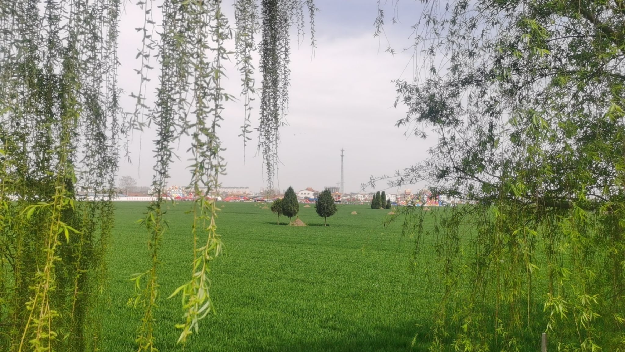 沈丘红闸湿地公园旅行图片 2