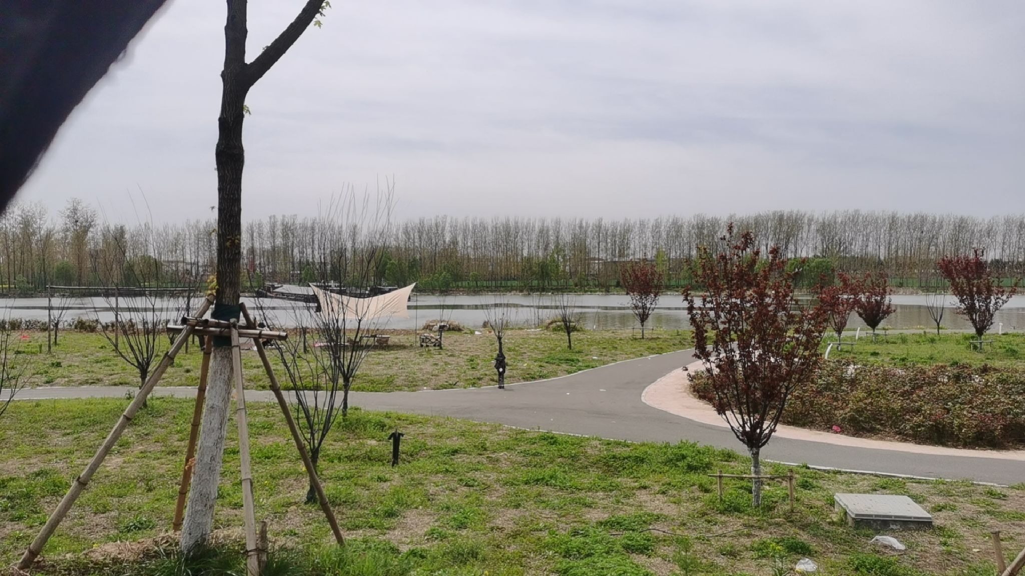 沈丘红闸湿地公园旅行图片 1