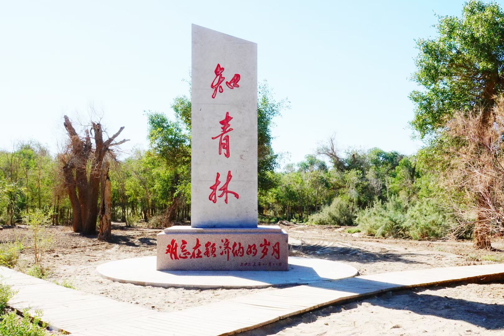 额济纳知青林旅行图片 3