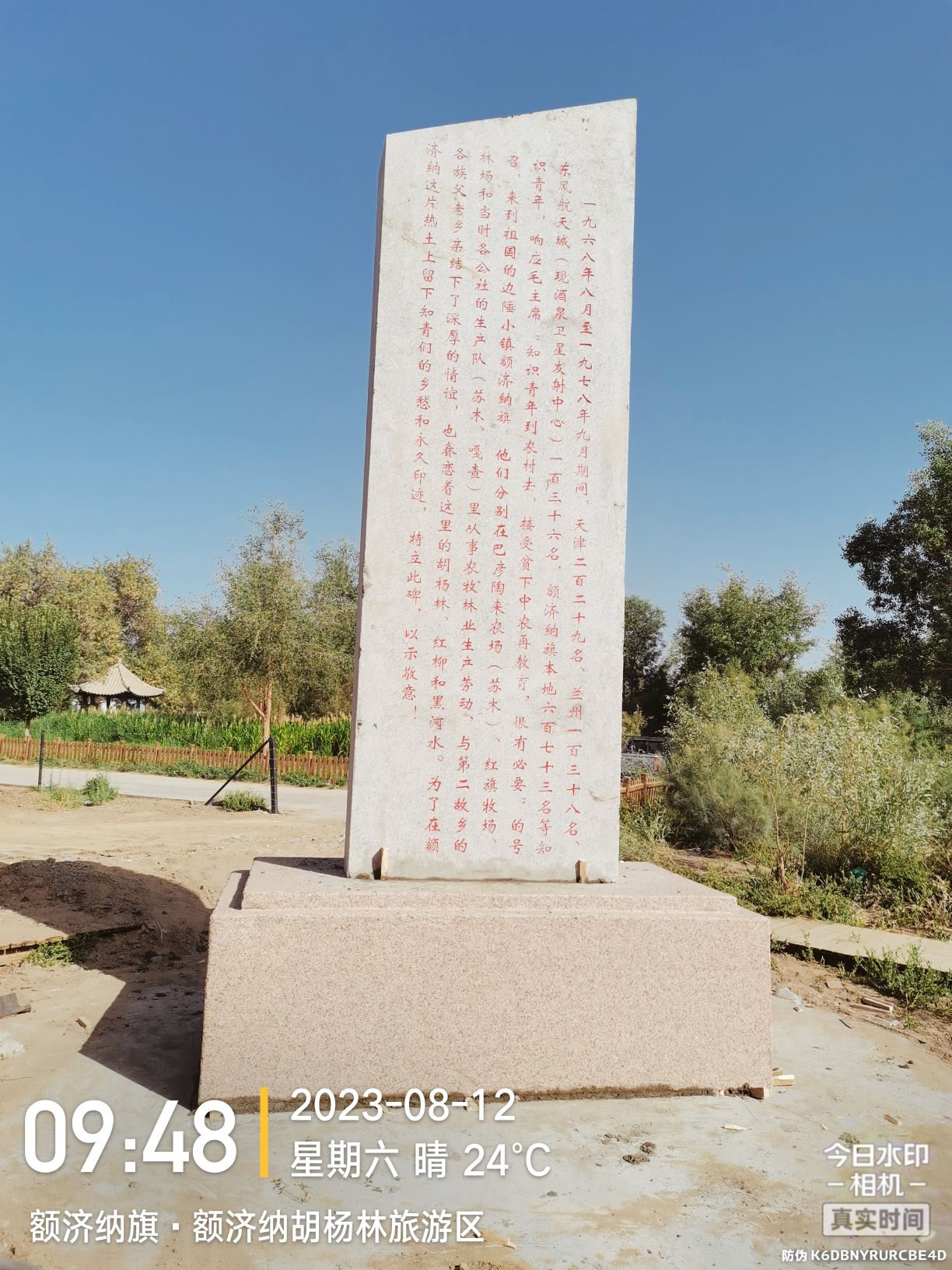 额济纳知青林旅行图片 1