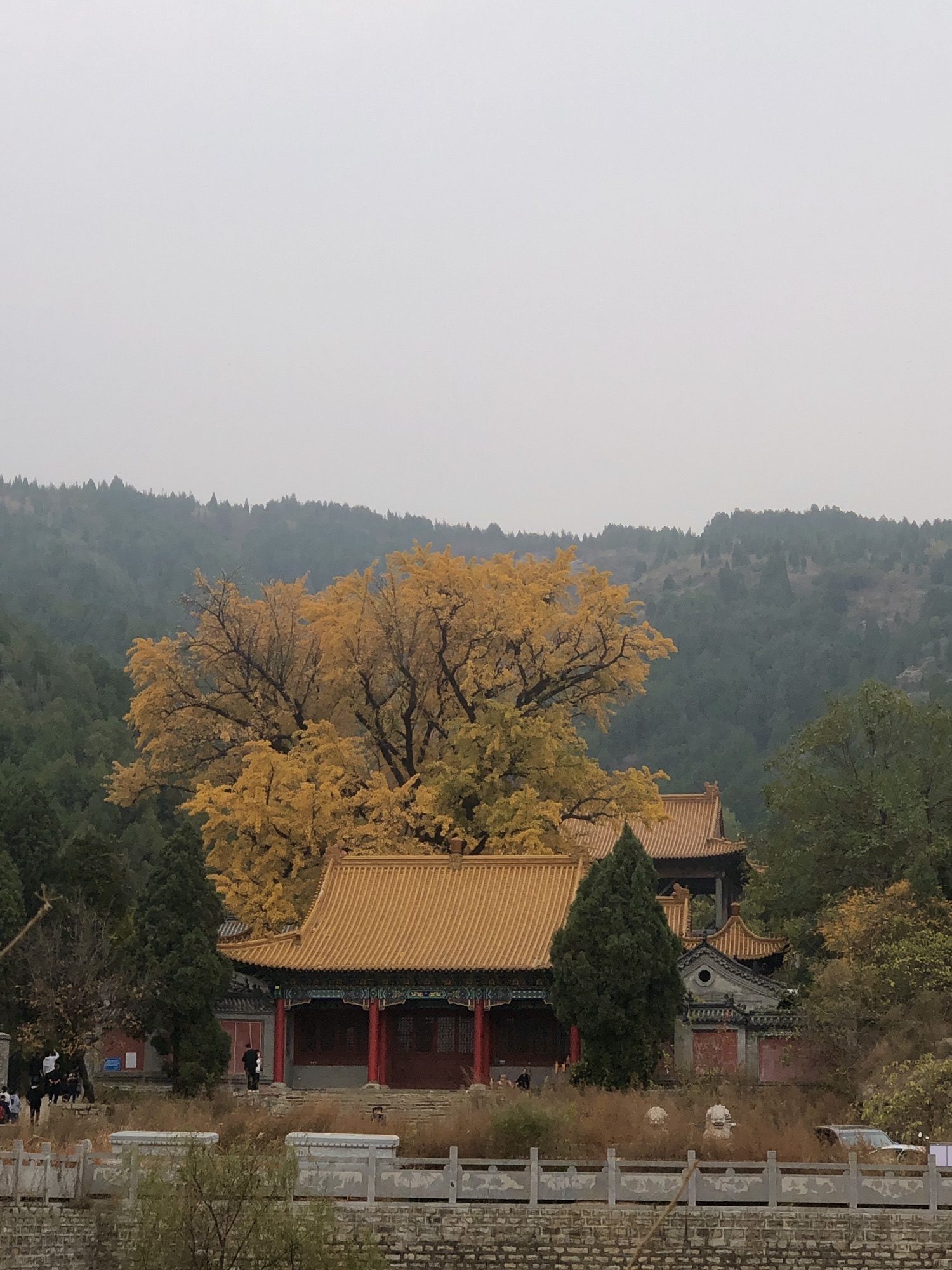 淌豆寺千年银杏树旅行图片 1