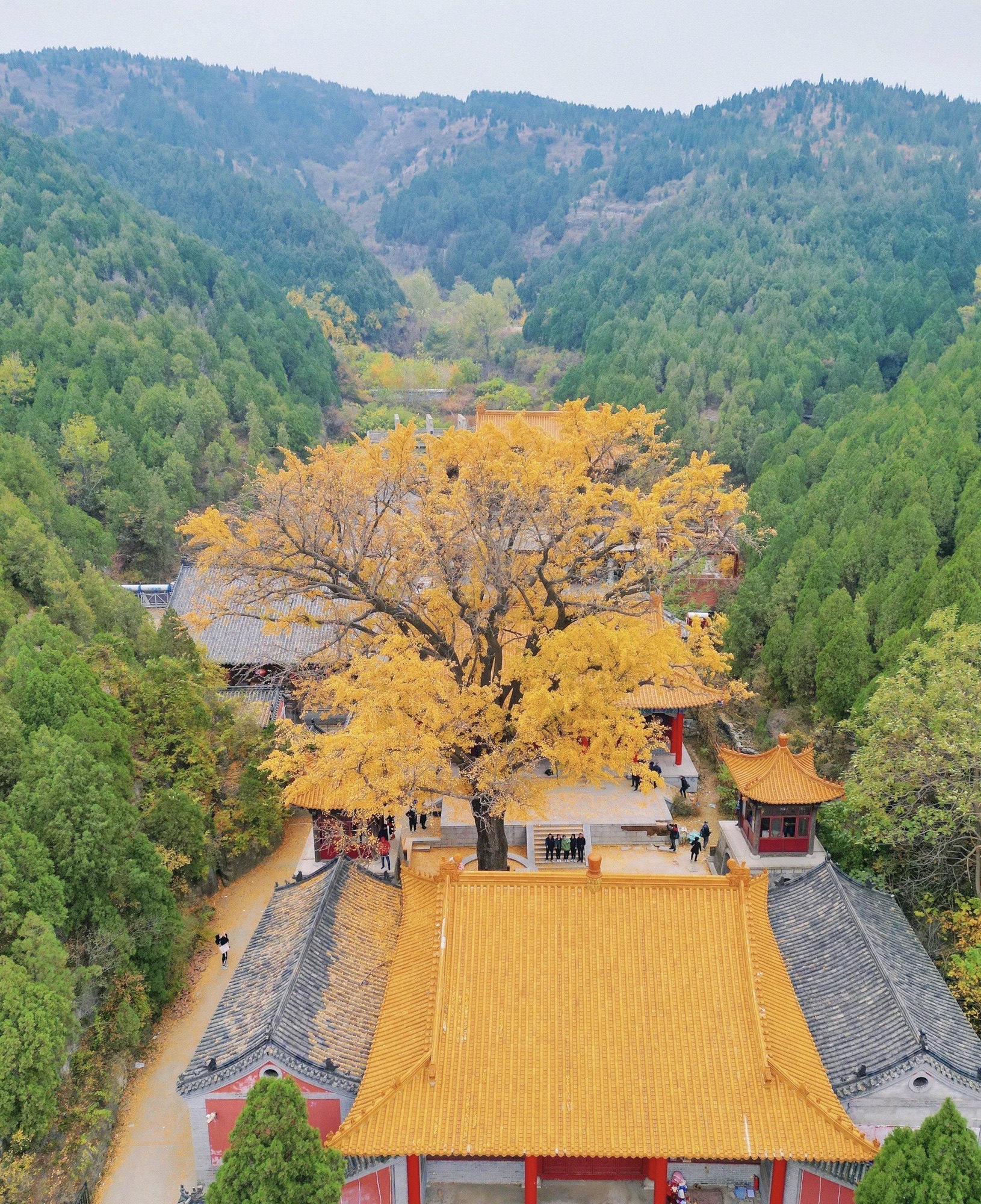 淌豆寺千年银杏树旅行图片 1