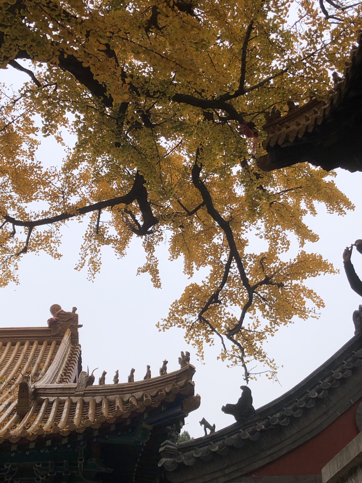 淌豆寺千年银杏树旅行图片 3