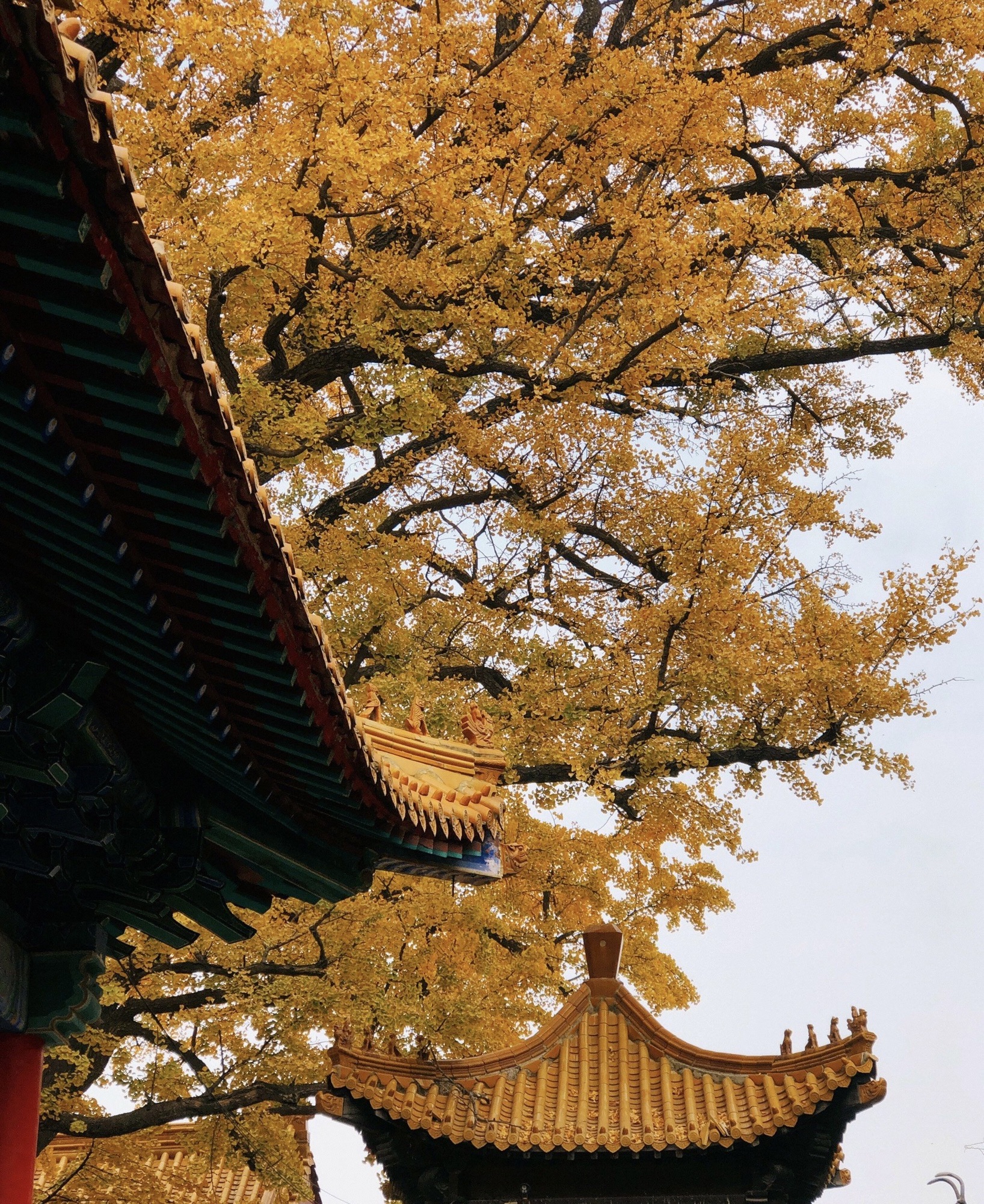 淌豆寺千年银杏树旅行图片 3