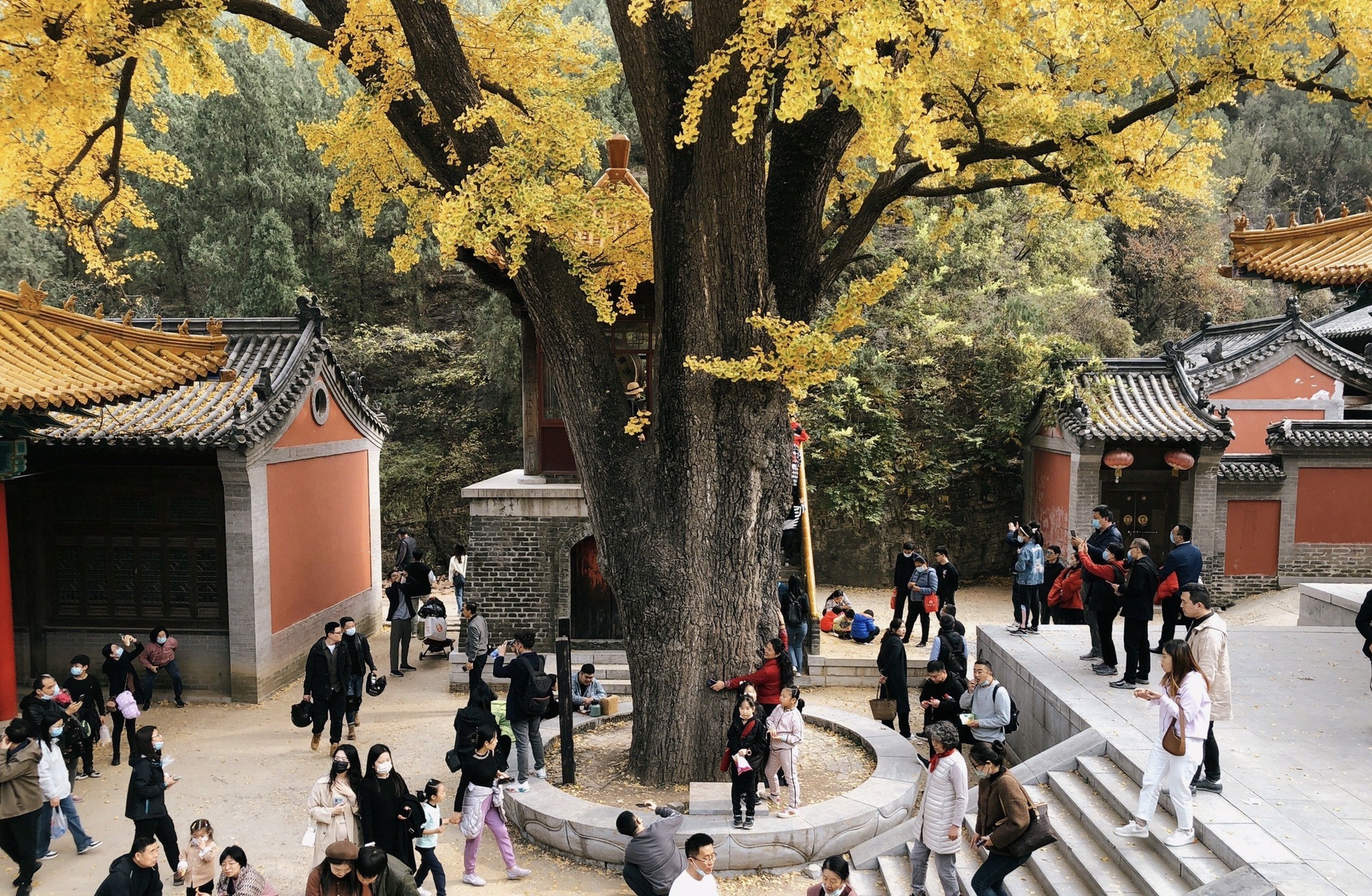 淌豆寺千年银杏树旅行图片 2