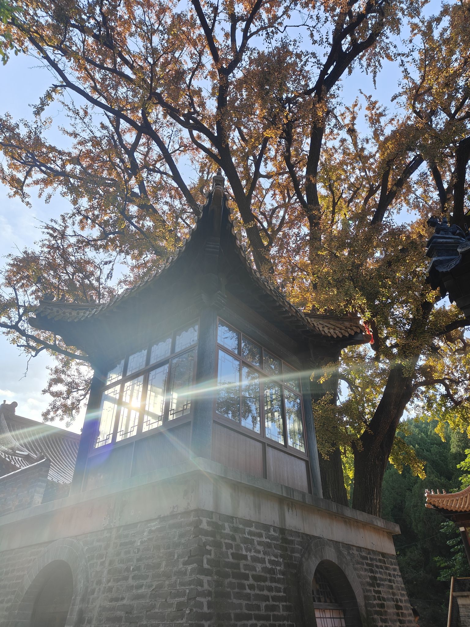 淌豆寺千年银杏树旅行图片 1