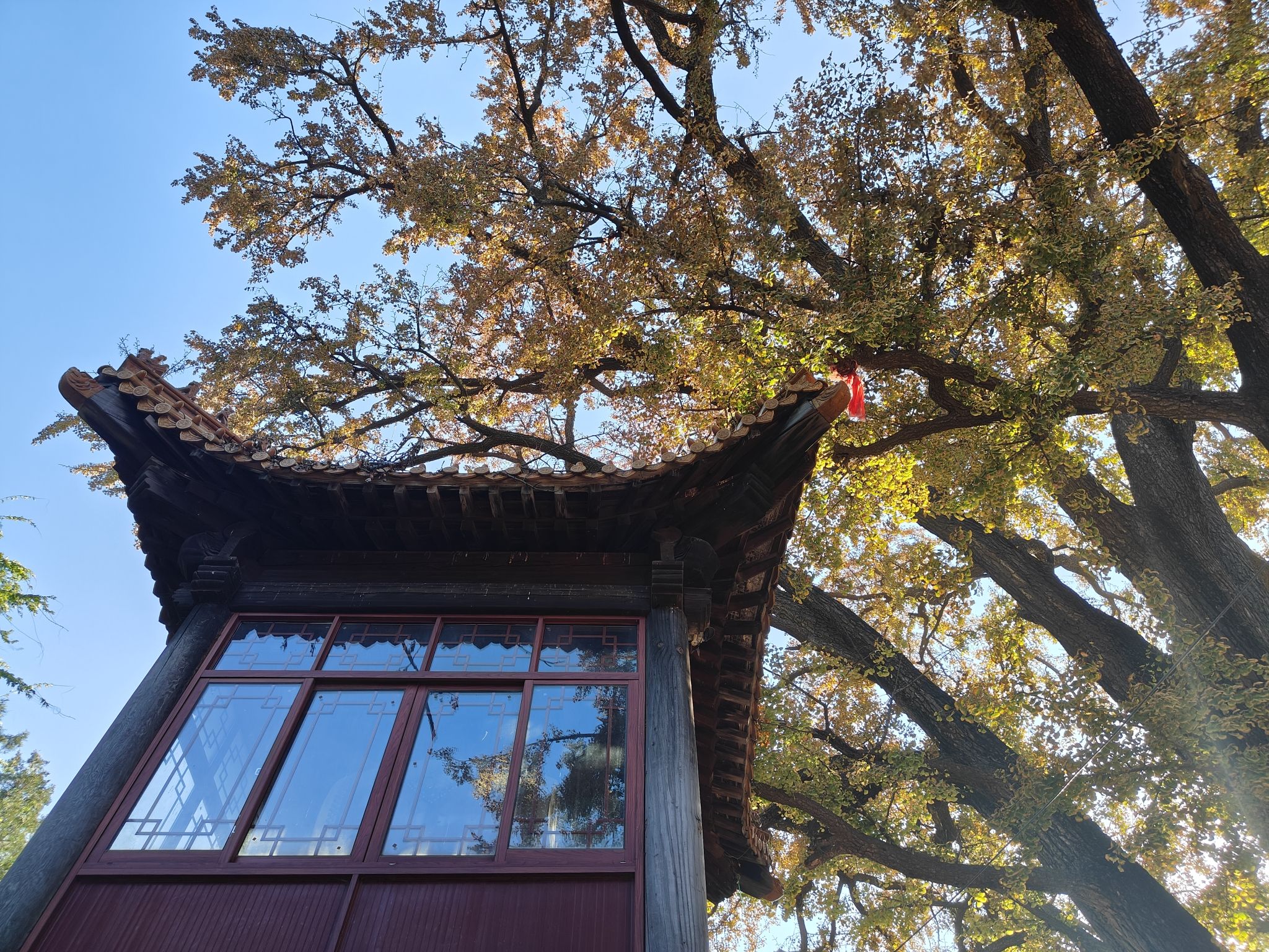 淌豆寺千年银杏树旅行图片 3