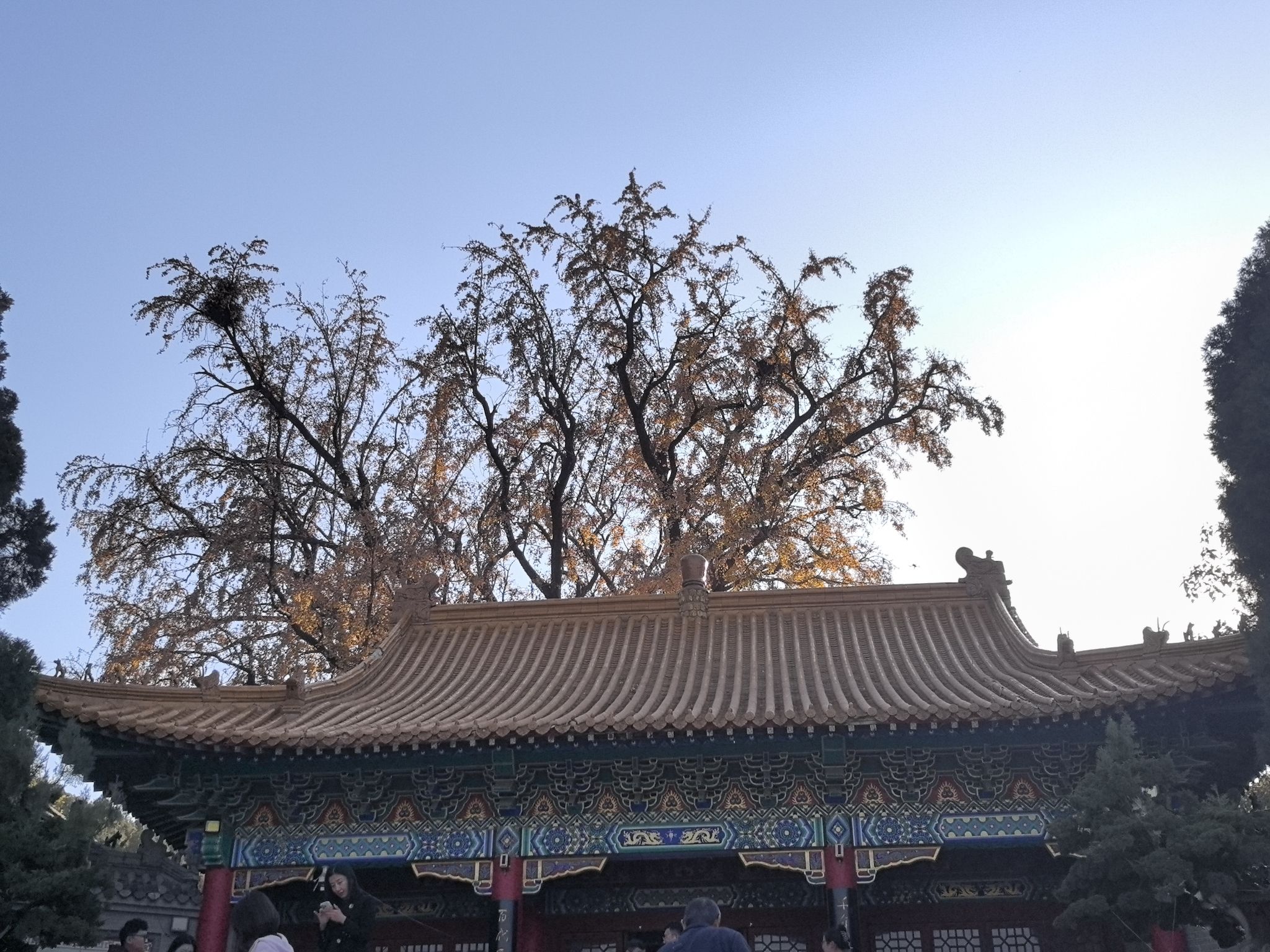 淌豆寺千年银杏树旅行图片 3