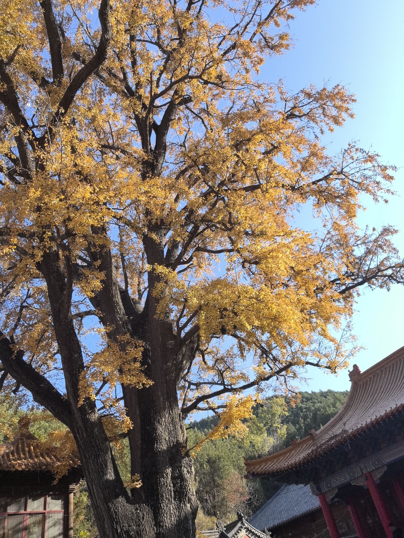 淌豆寺千年银杏树旅行图片 1