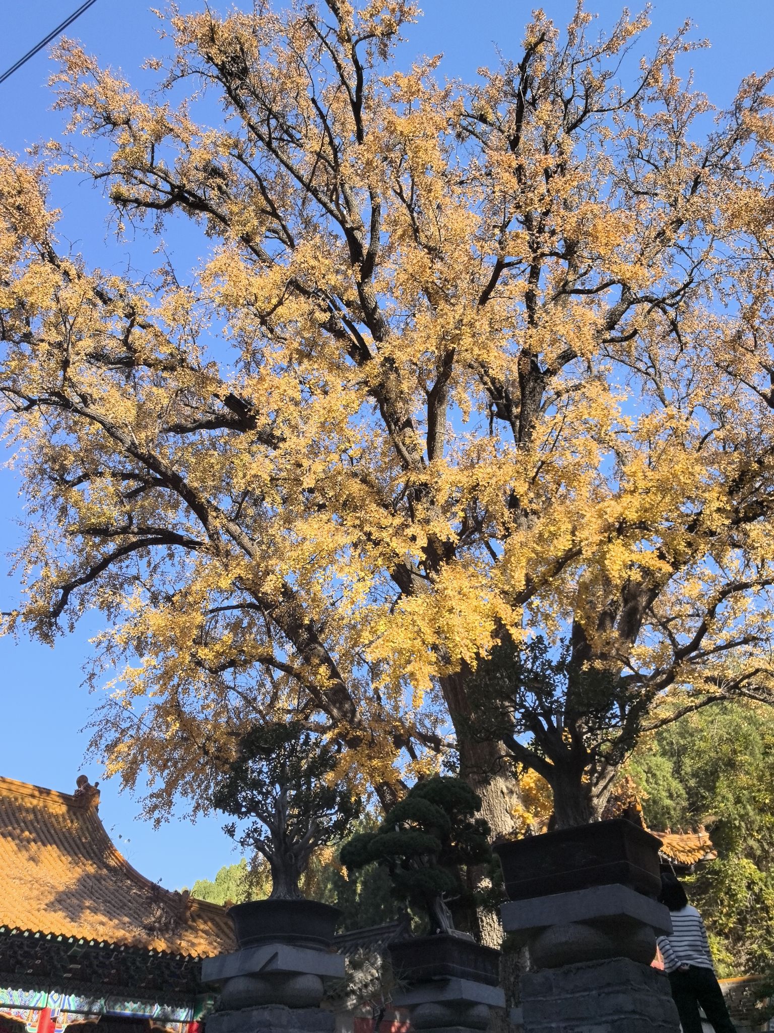 淌豆寺千年银杏树旅行图片 2