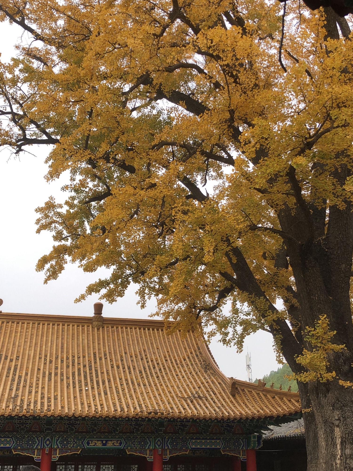 淌豆寺千年银杏树旅行图片 2