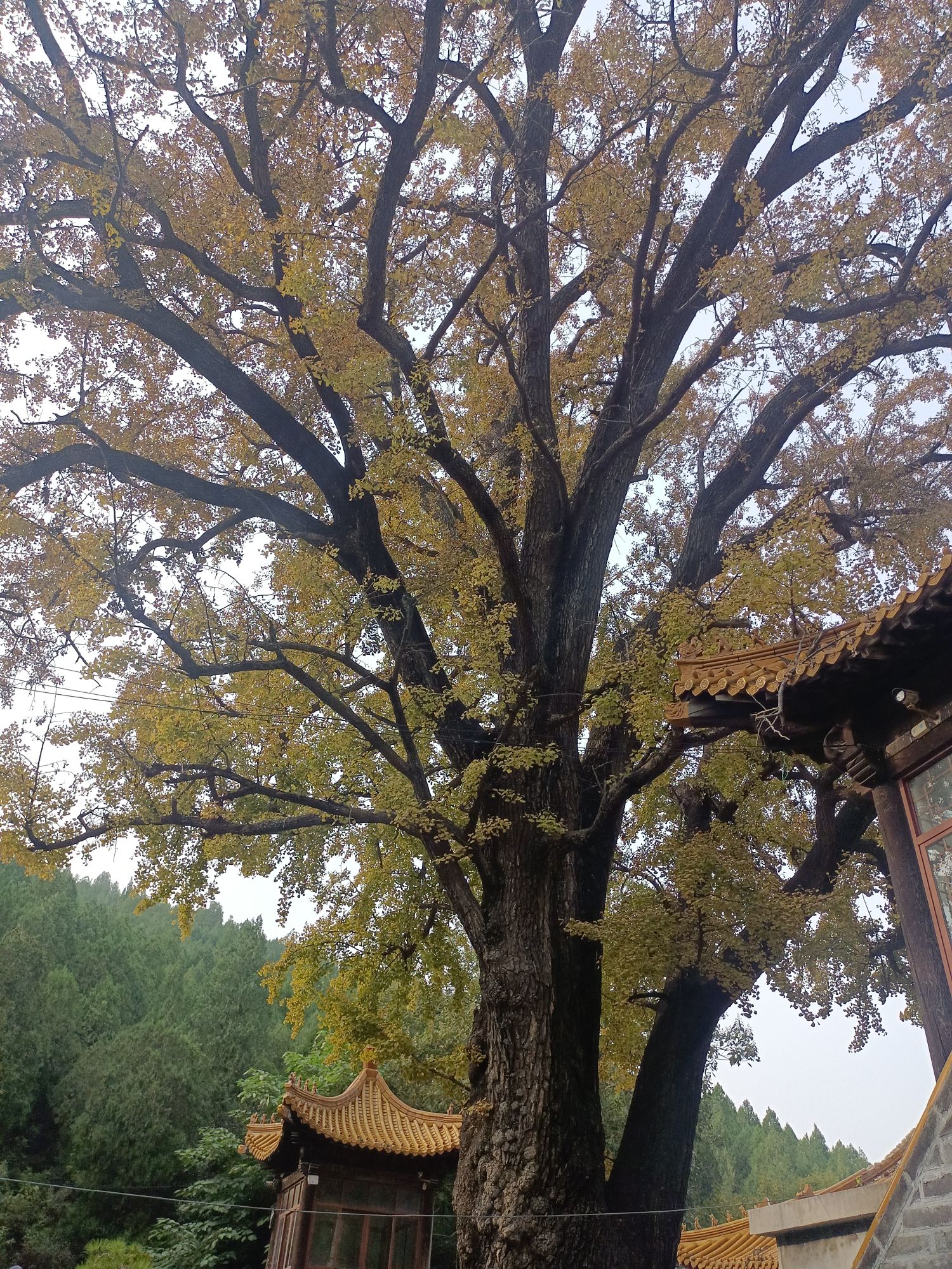 淌豆寺千年银杏树旅行图片 2