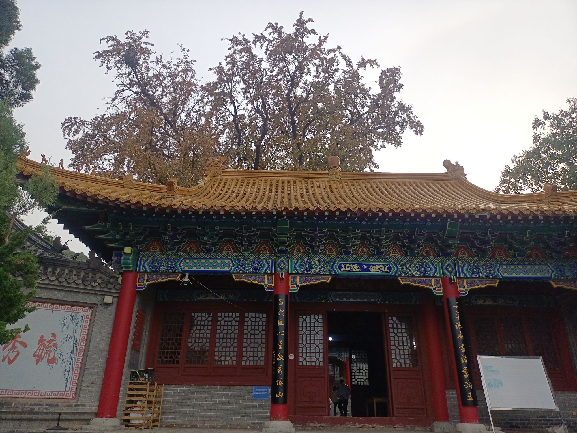 淌豆寺千年银杏树旅行图片 1
