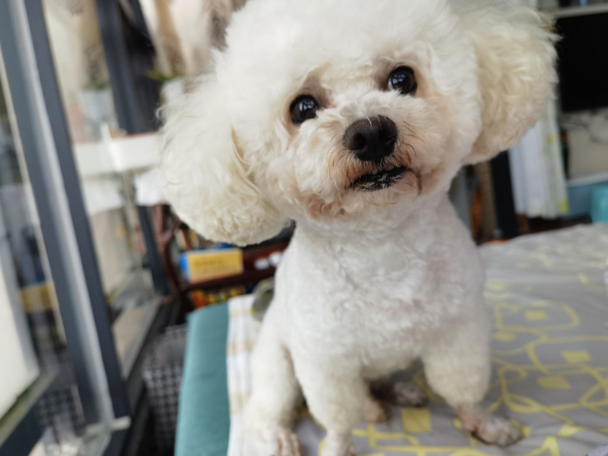 二狗的店宠物生活馆