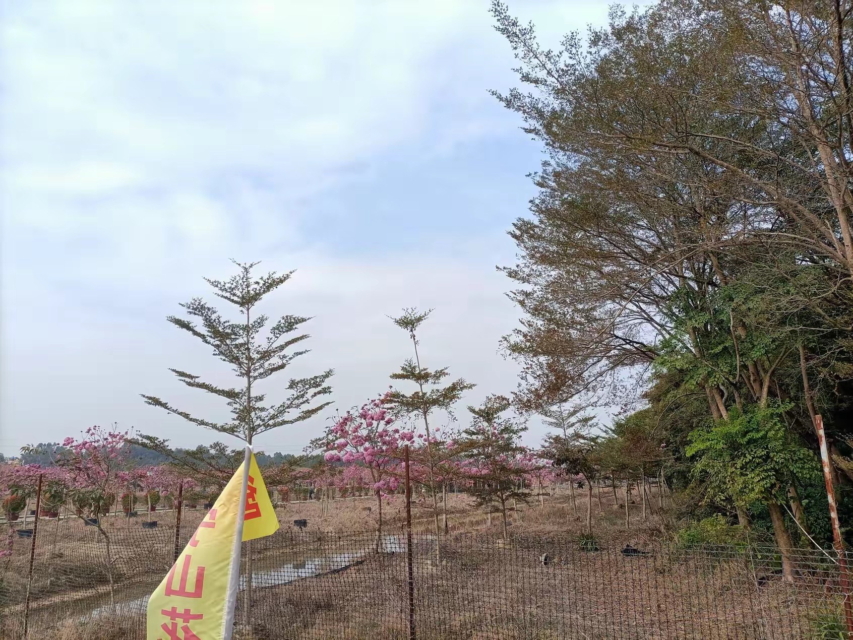 御宁山花海旅行图片 3