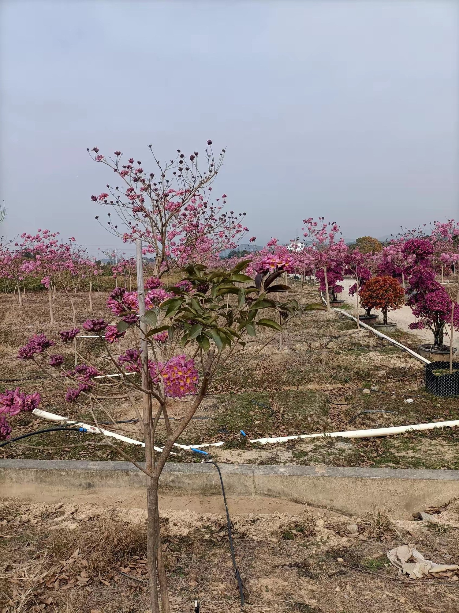 御宁山花海旅行图片 2