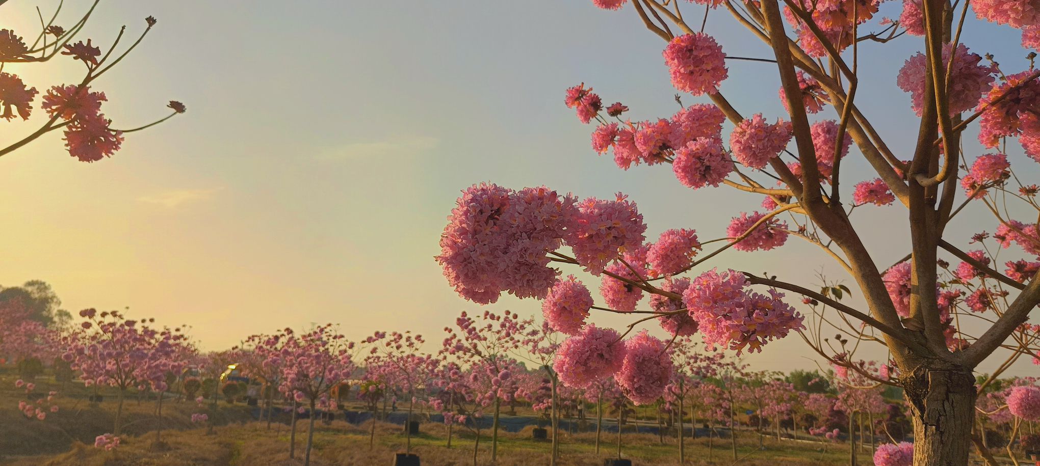 御宁山花海旅行图片 3