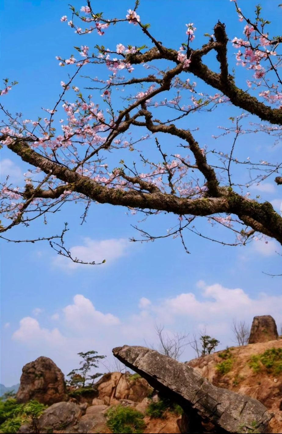 桃花岛旅行图片 3