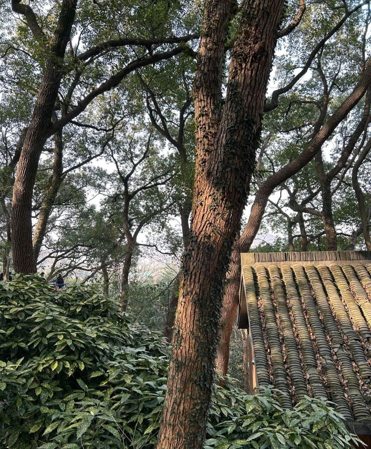 果园河公园旅行图片 2