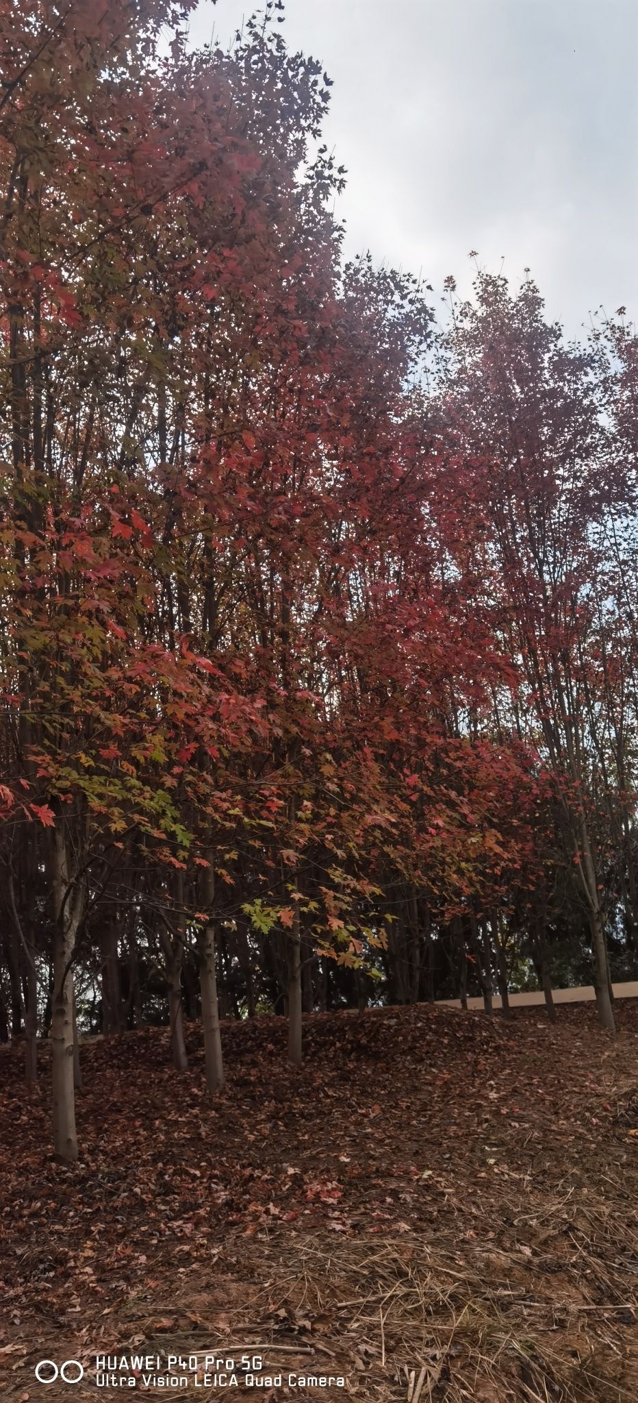 阆中红叶岭旅行图片 1
