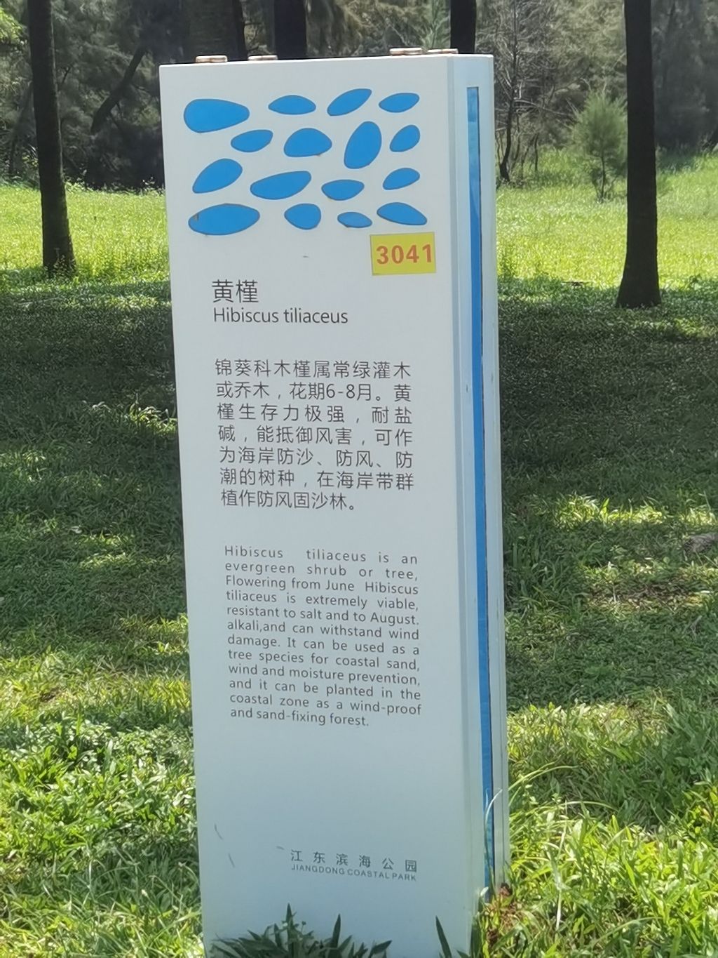 传忠湾黄槿旅行图片 2