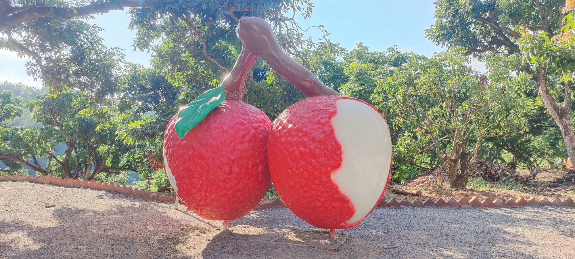荔枝科普园旅行图片 2