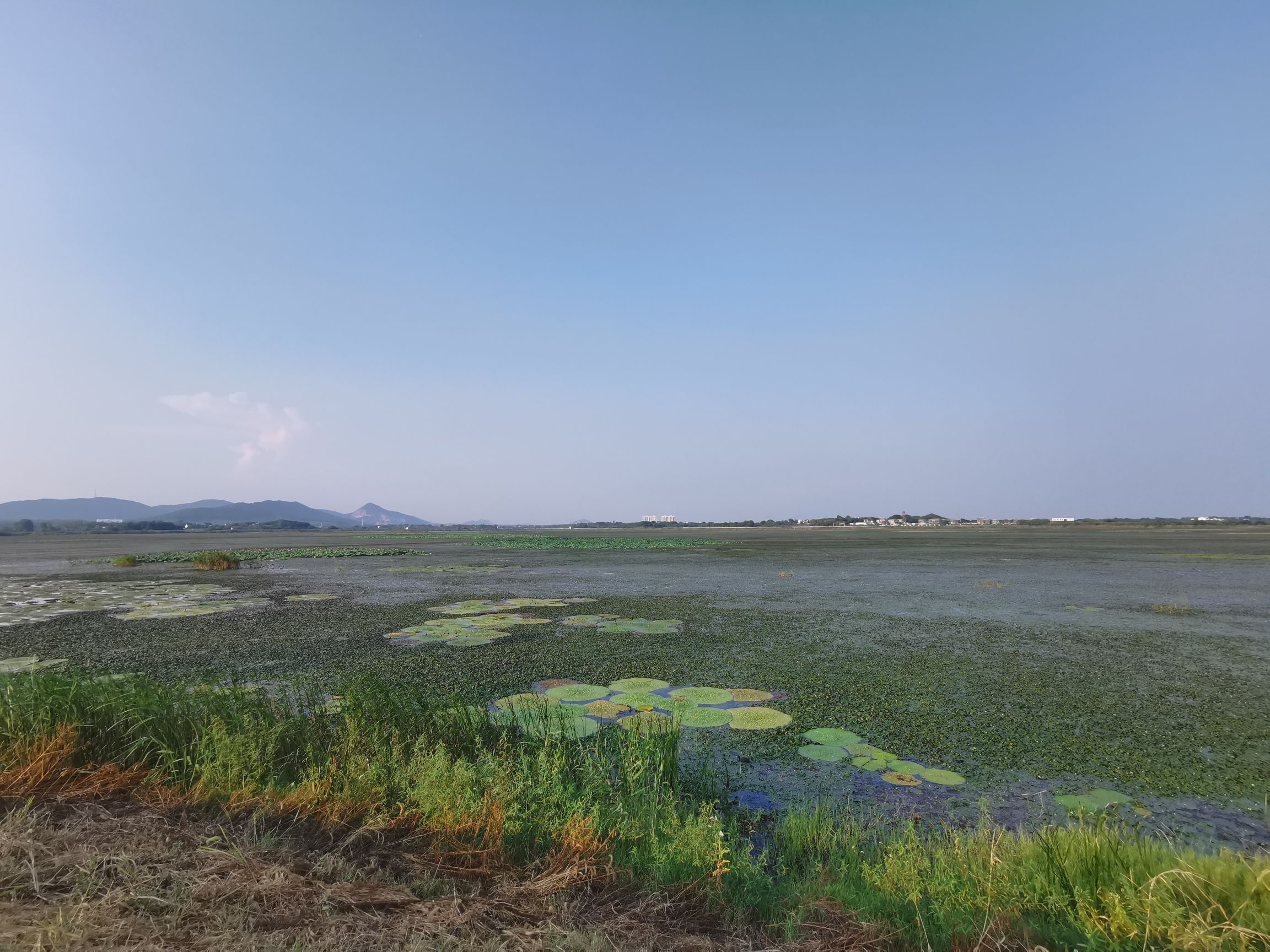 黄陂湖湿地旅行图片 2