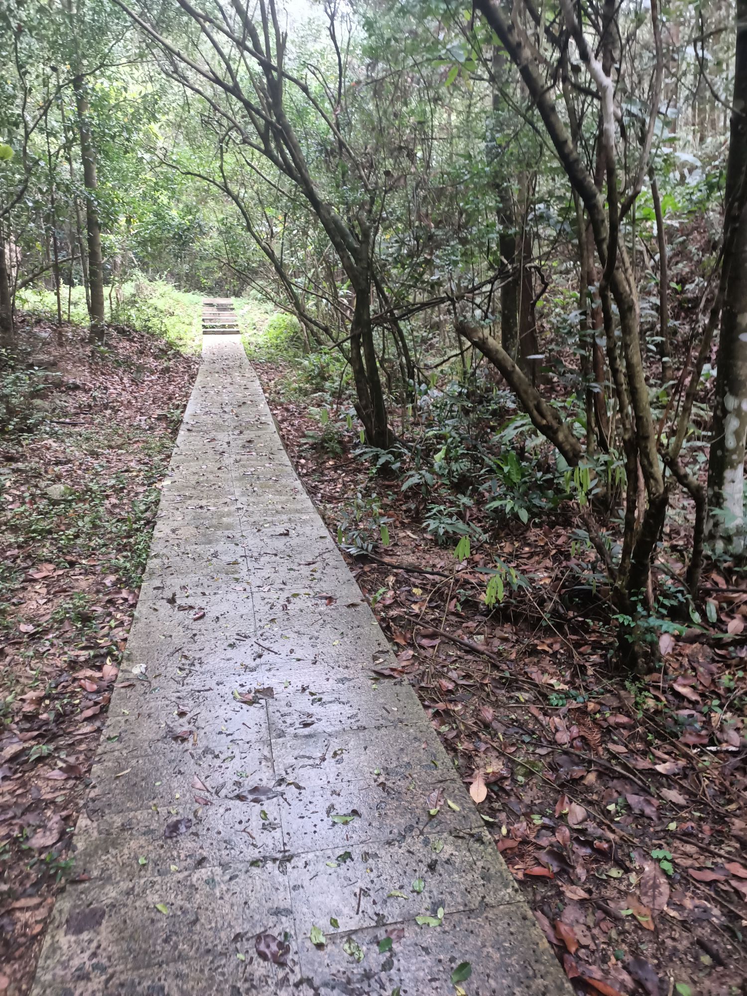 陆川县三台山森林公园旅行图片 1