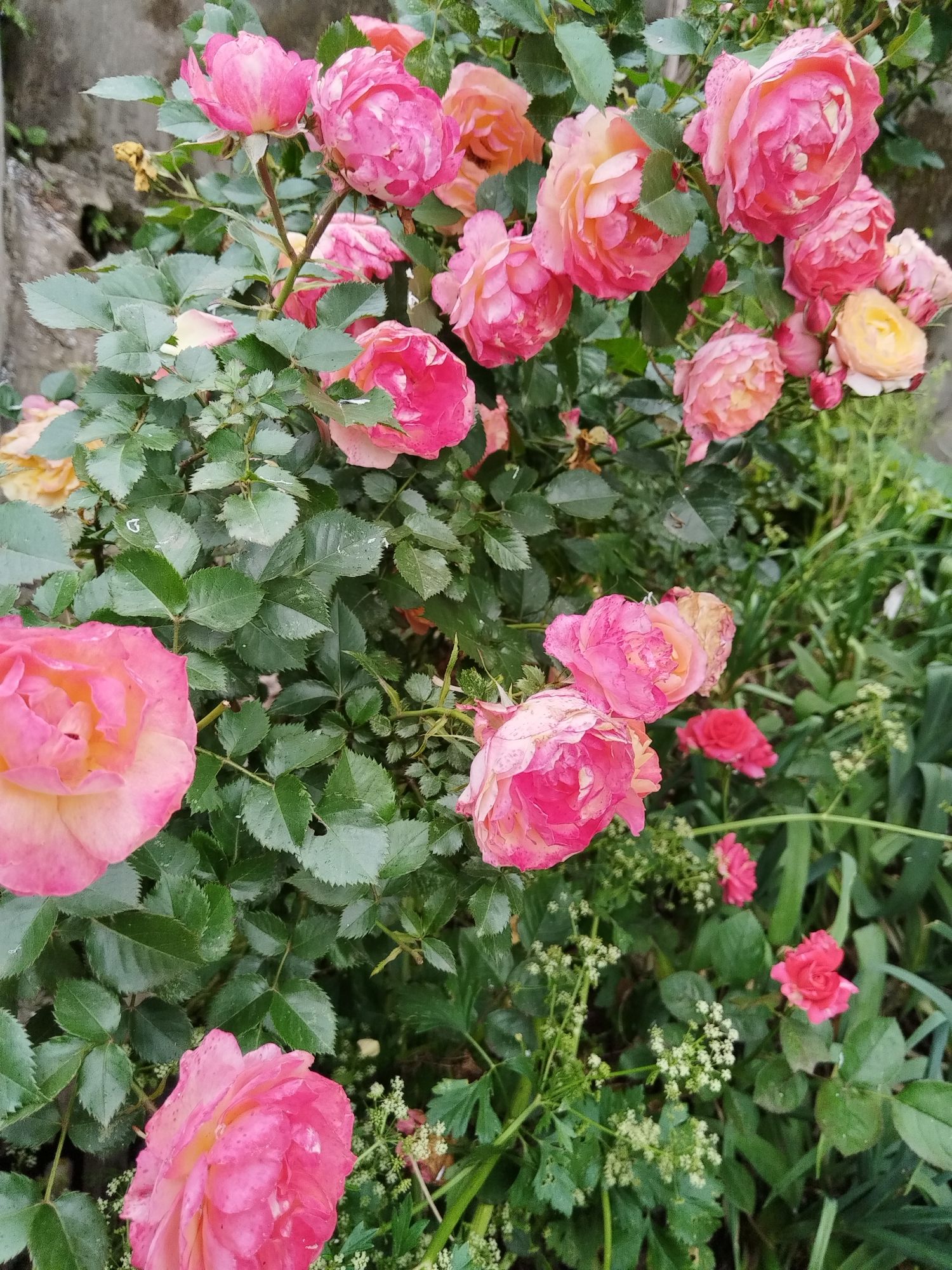 圣平岛花花世界旅行图片 2