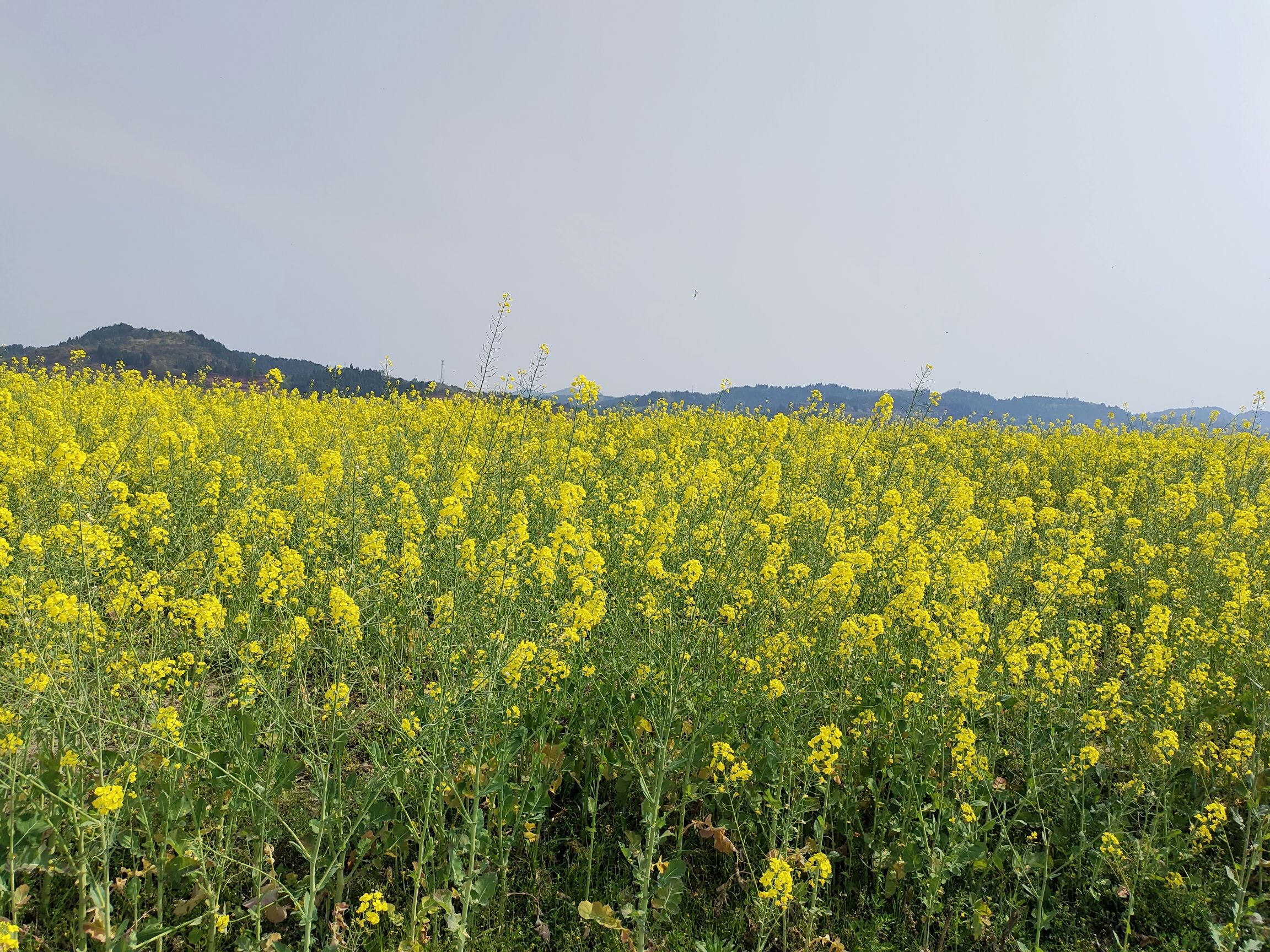 圣平岛花花世界旅行图片 3