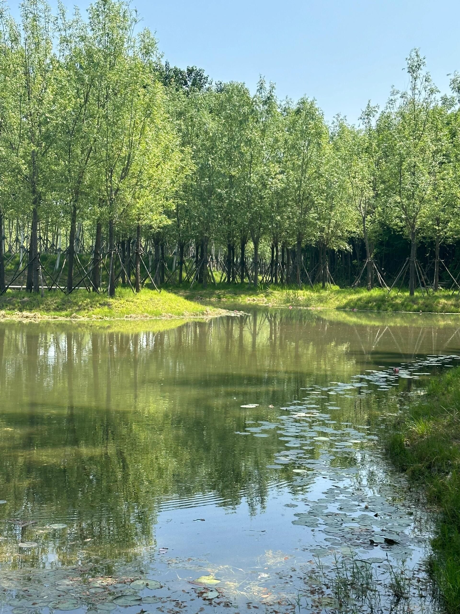 伏羲文化公园旅行图片 2