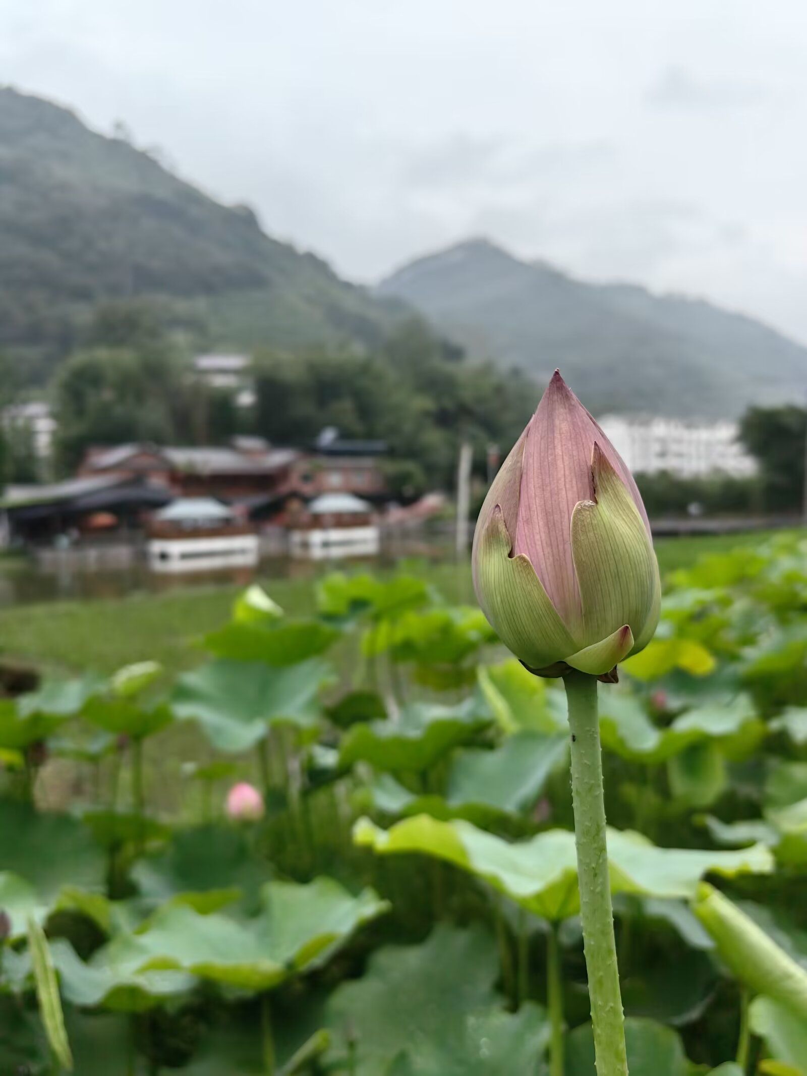 天生水乡旅行图片 3