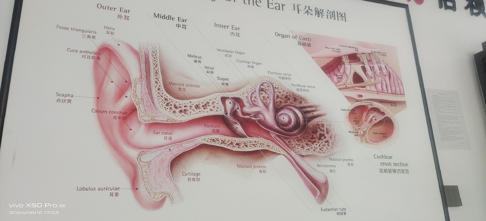 自然之声助听器·呼吸机(淇县旗舰店)