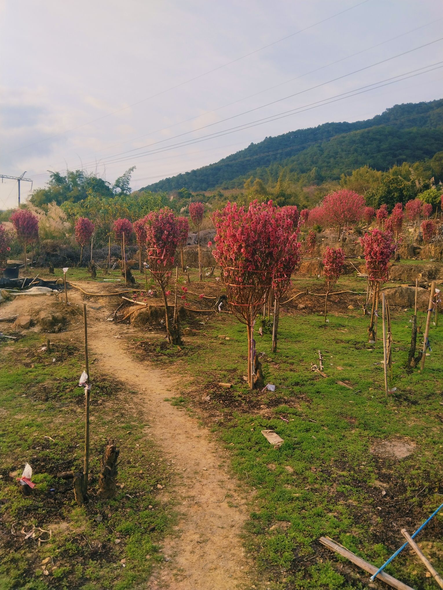 金渡镇新村千亩桃花林旅行图片 1