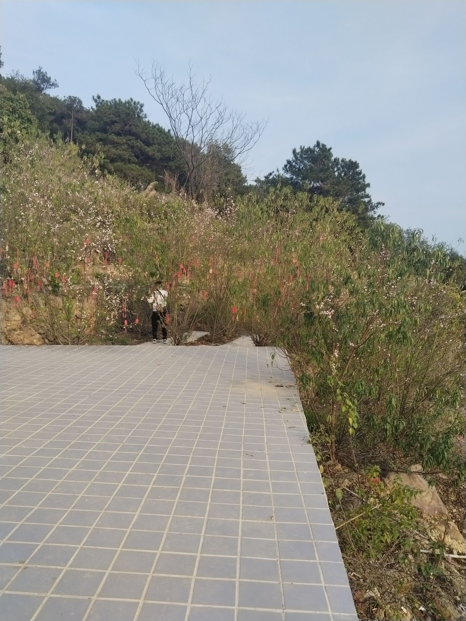 金渡镇新村千亩桃花林旅行图片 3