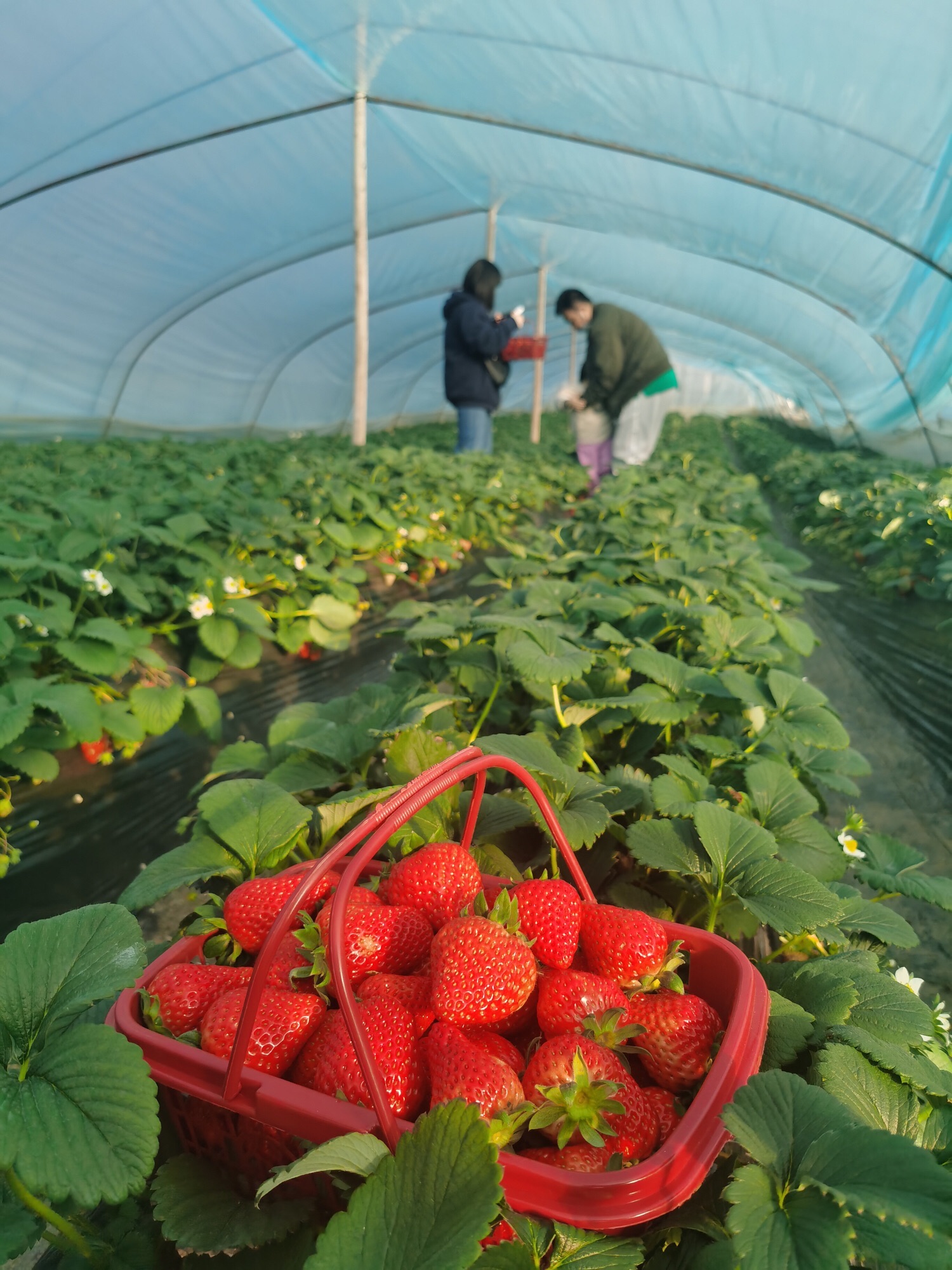 场地封面-小李草莓采摘园
