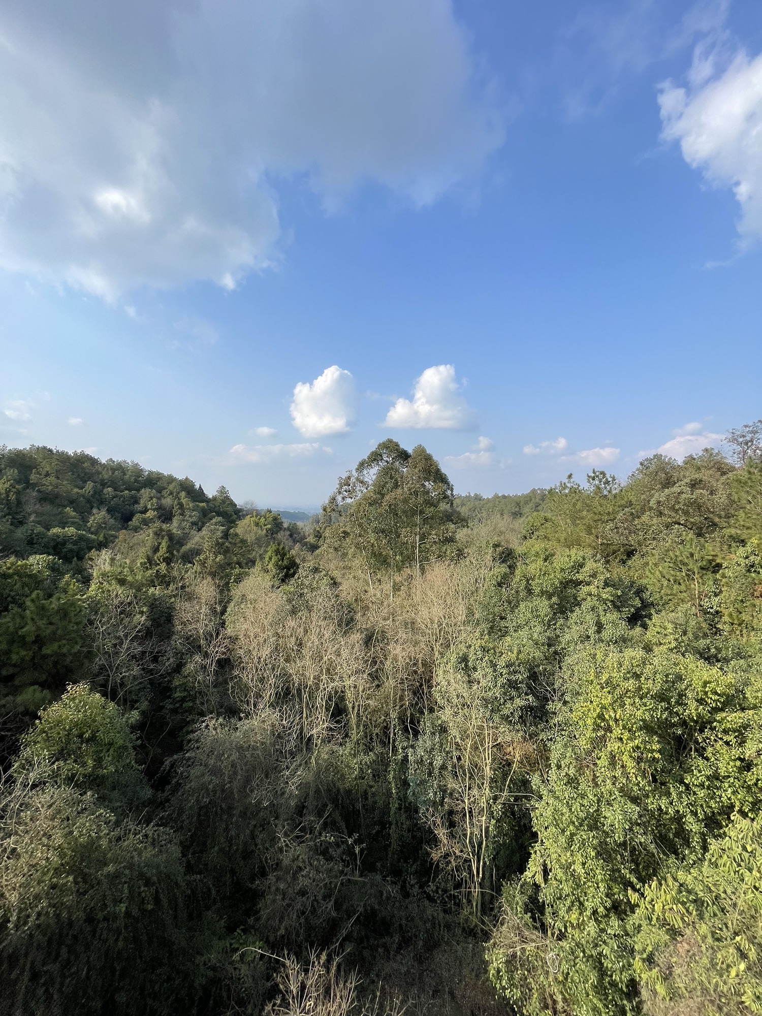 五龙山森林公园旅行图片 2