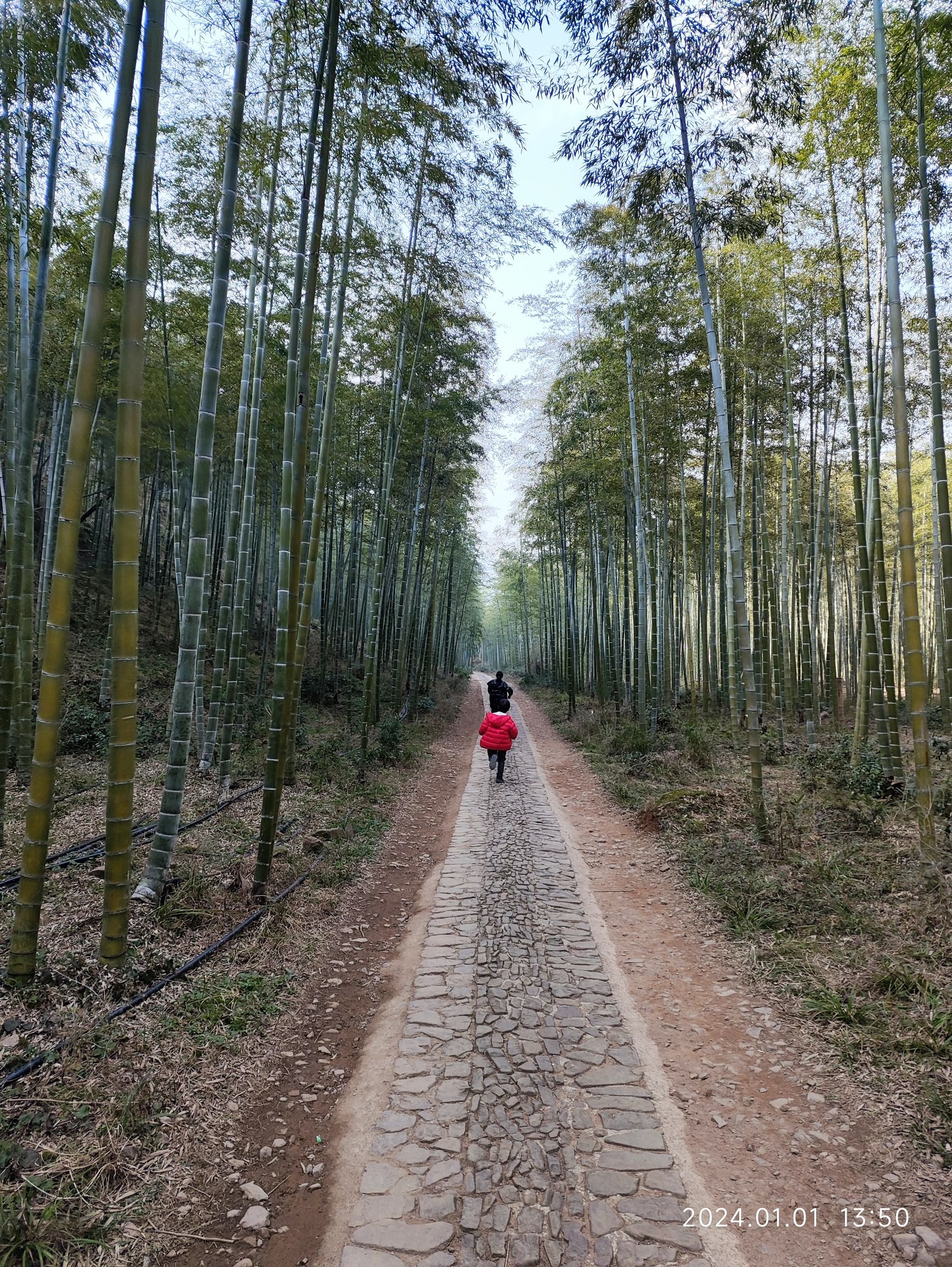 贡茶古道旅行图片 3