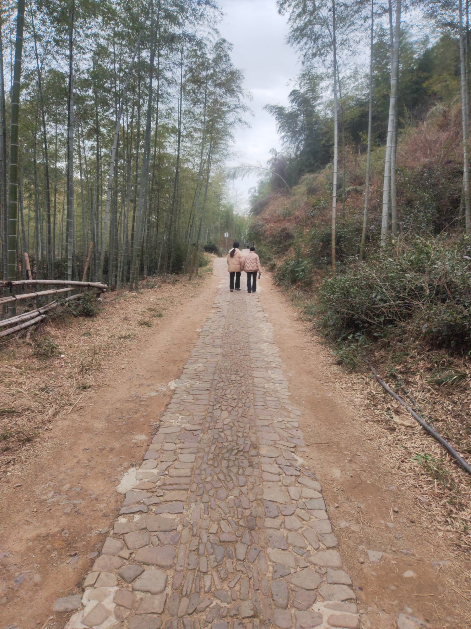 贡茶古道旅行图片 1