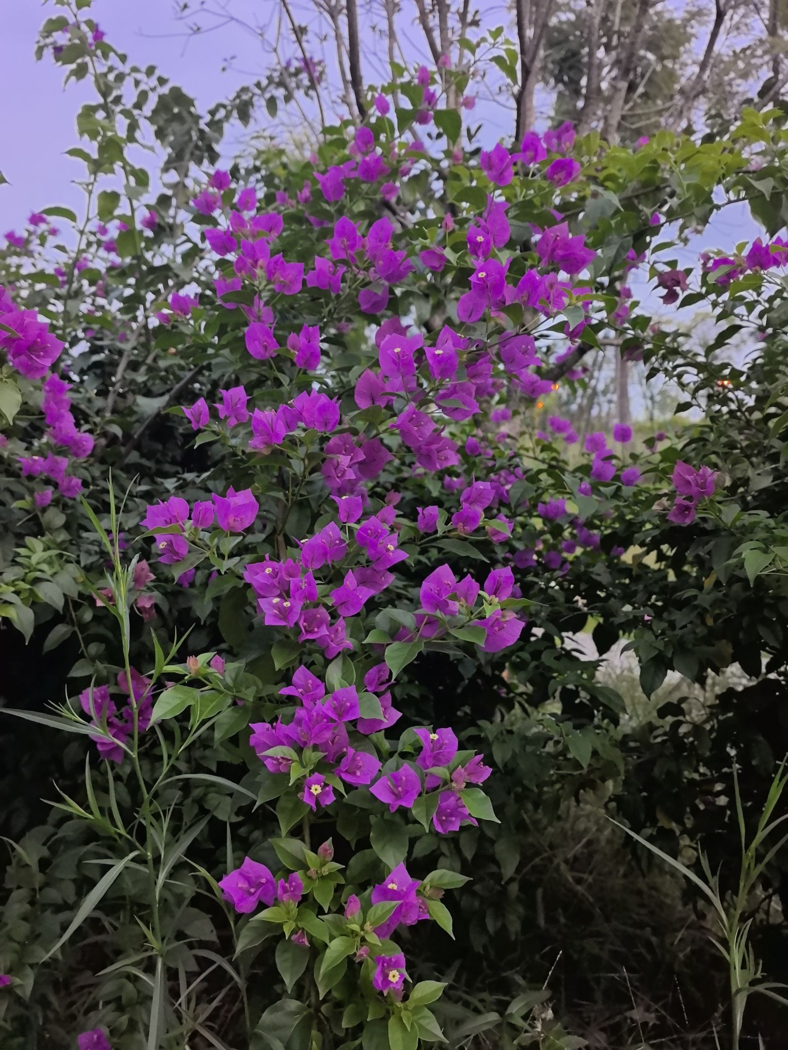 黄桷堰湿地公园旅行图片 2